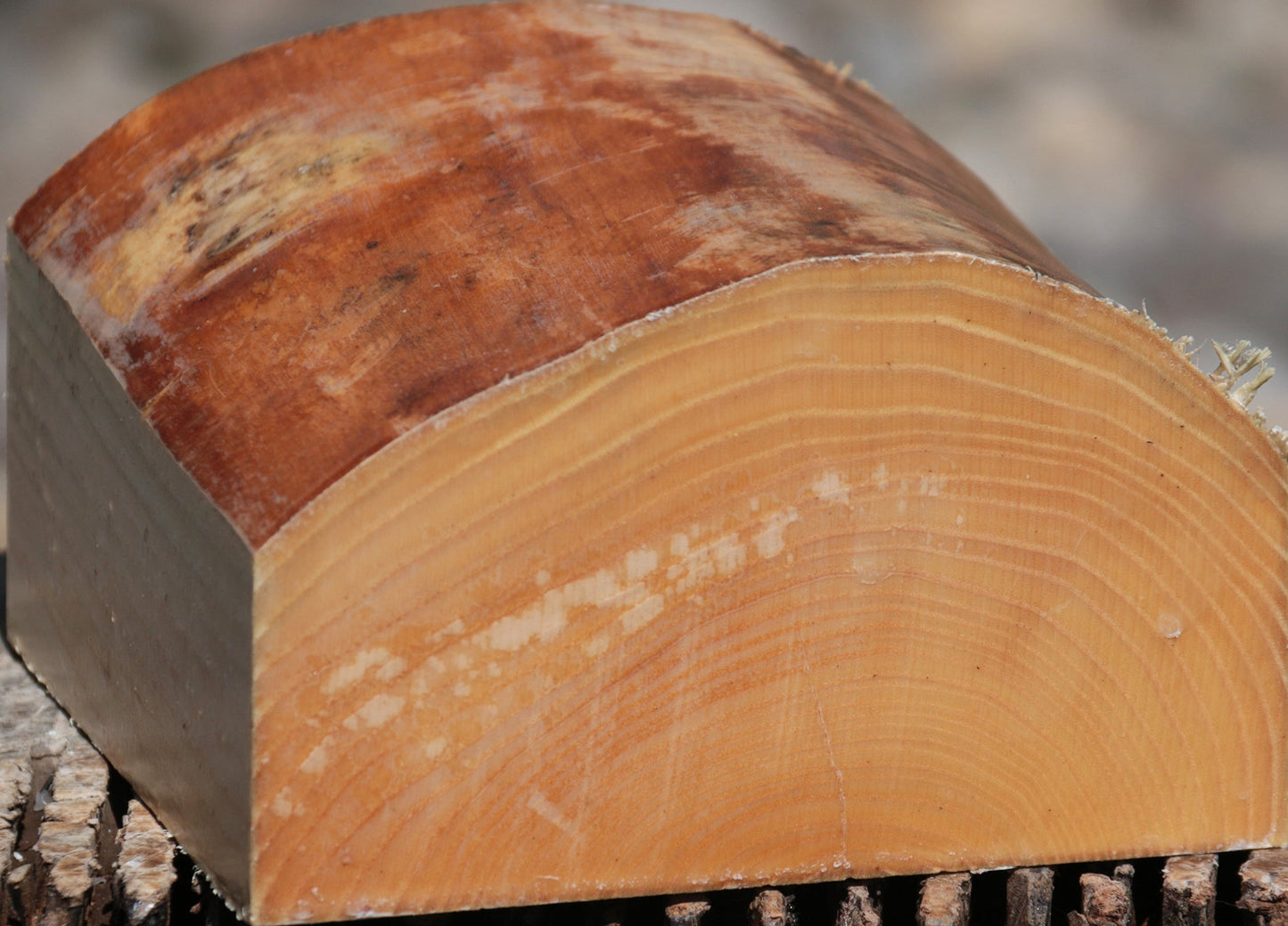 French Ash Live Edge Bowl Blank