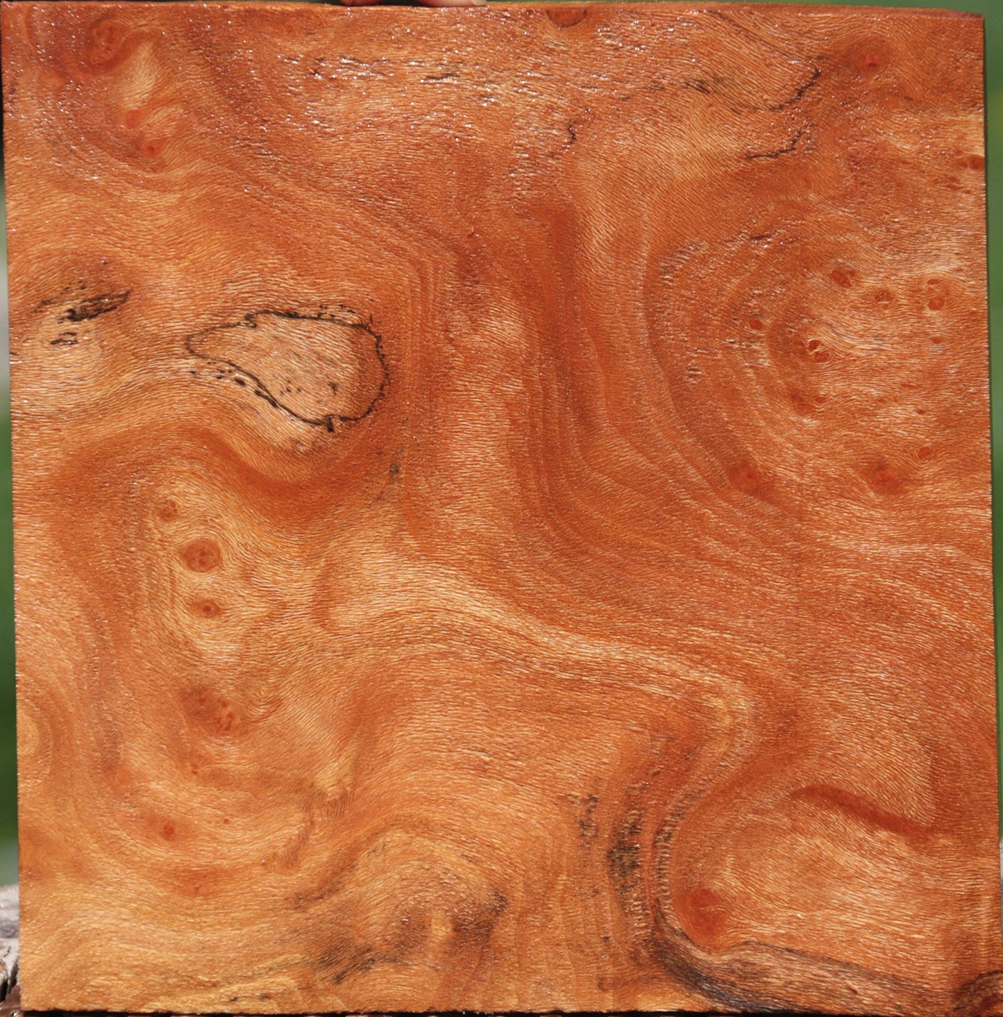 Extra Fancy Sycamore Burl Lumber