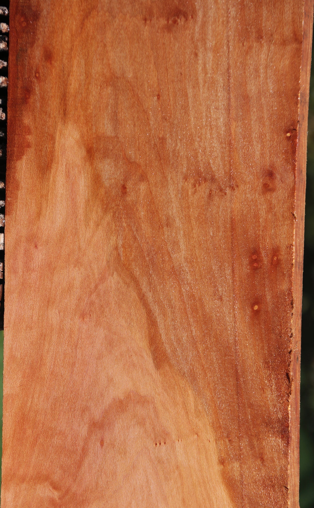 Extra Fancy Sycamore Burl Lumber