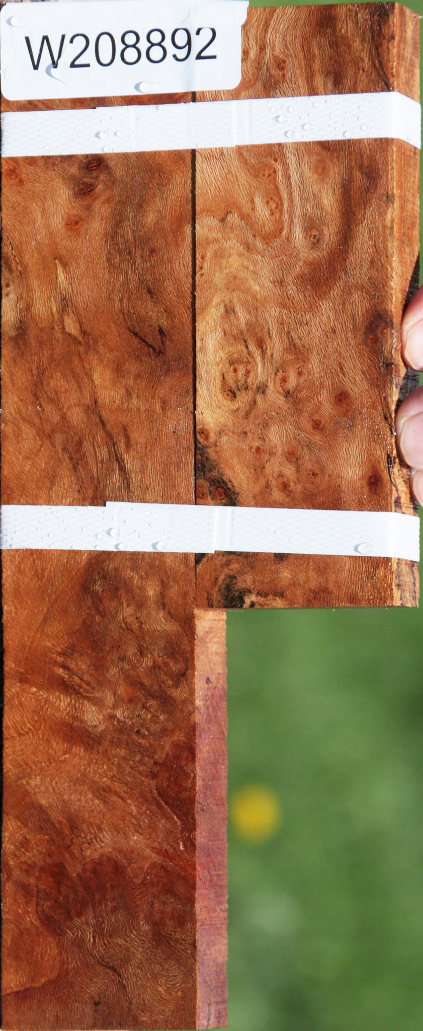 Sycamore Burl Lumber 2-Pack