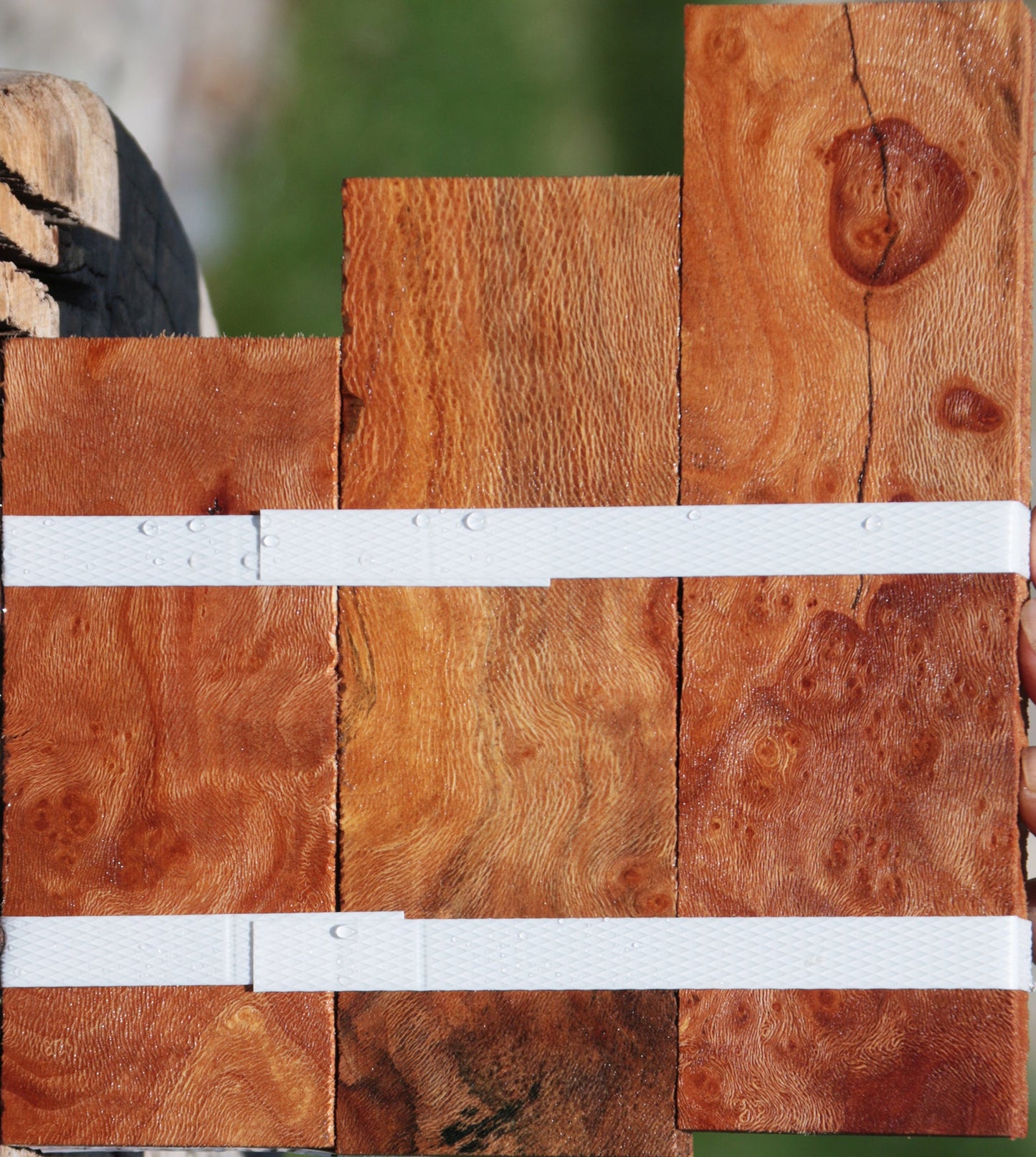 Extra Fancy Sycamore Burl Lumber 3-Pack