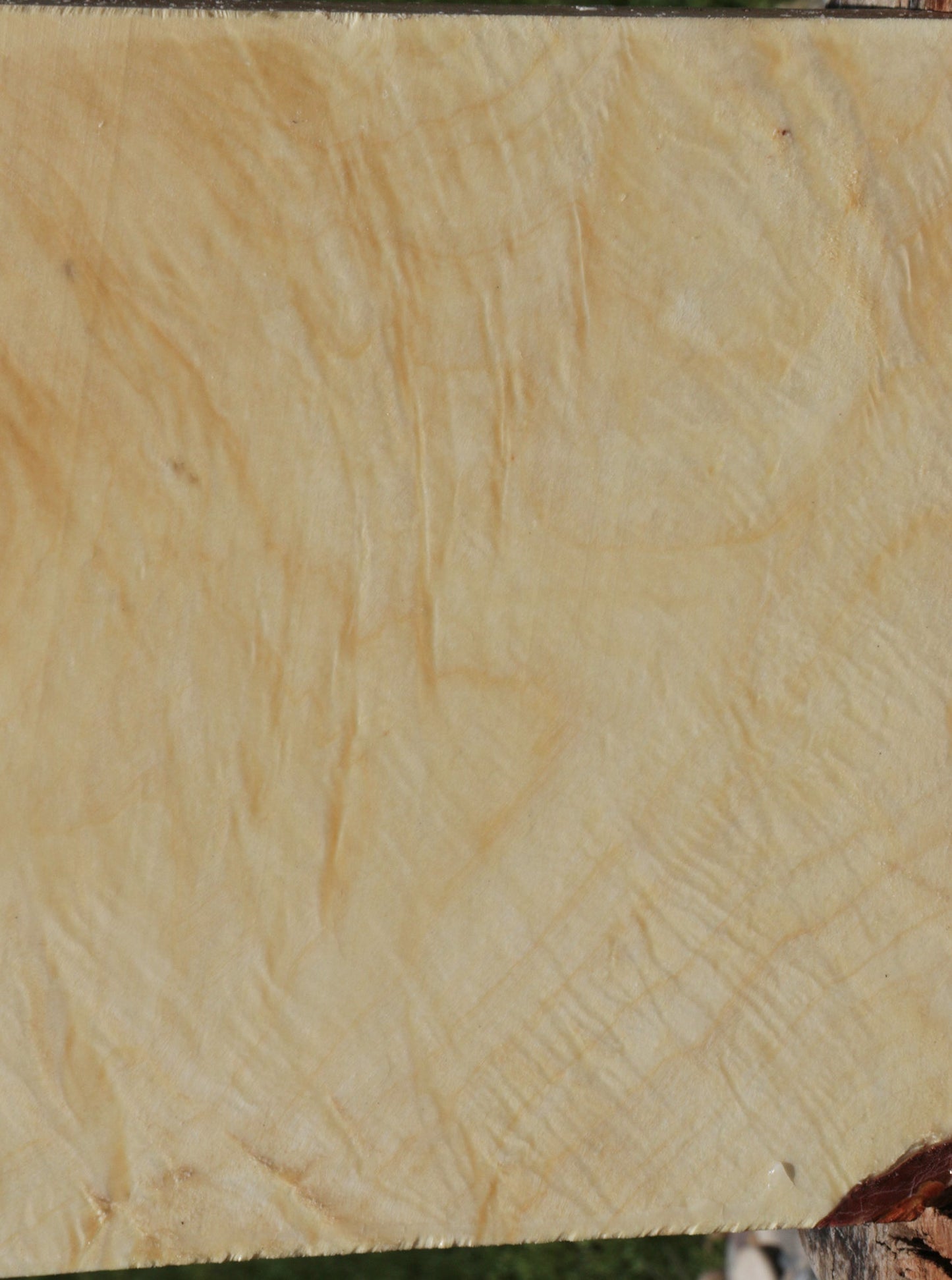 Extra Fancy Silver Maple Bowl Blank