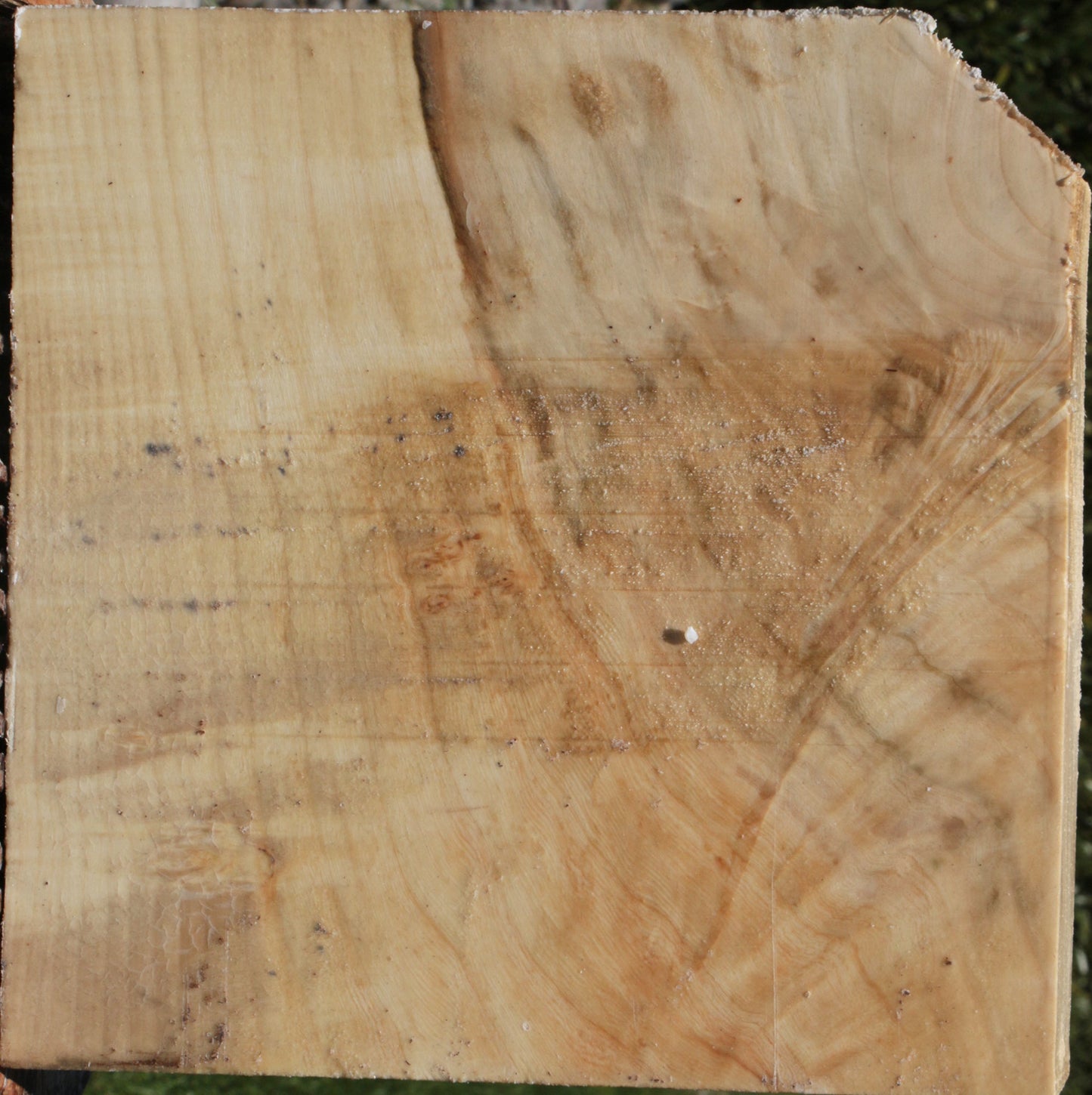 Figured Silver Maple Bowl Blank