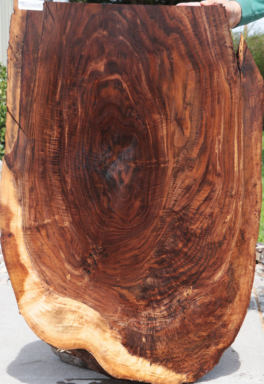 Extra Fancy Crotchwood Claro Walnut Live Edge Mini Slab