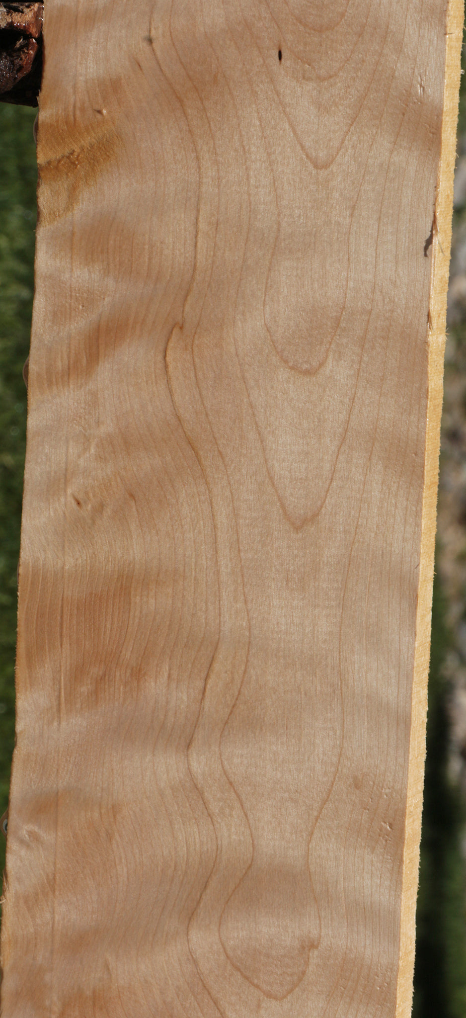 Curly Birch Lumber