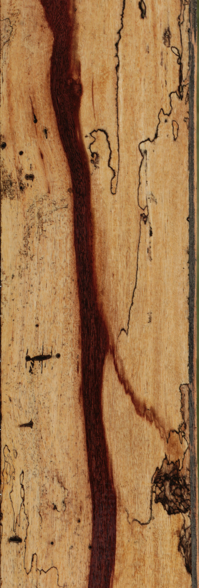 Exhibition Spalted Tamarind Lumber