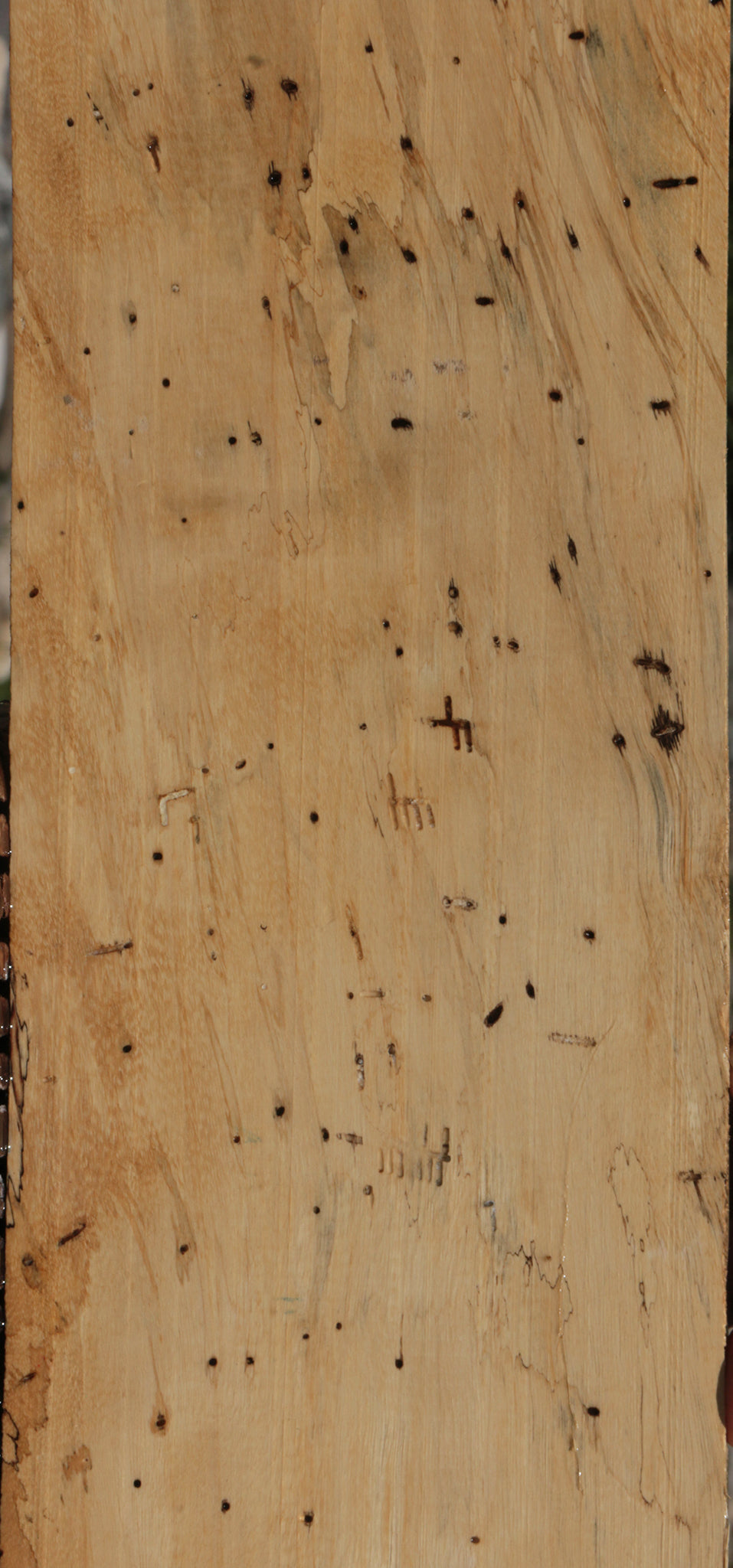 Spalted Tamarind Lumber