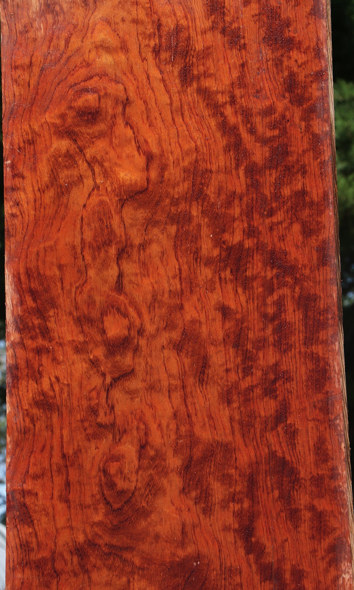 Bubinga Figured African wood veneer 44