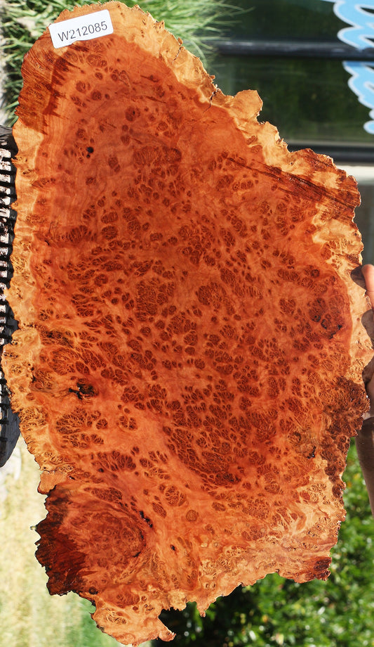 Red Coolibah Live Edge Burl Cookie