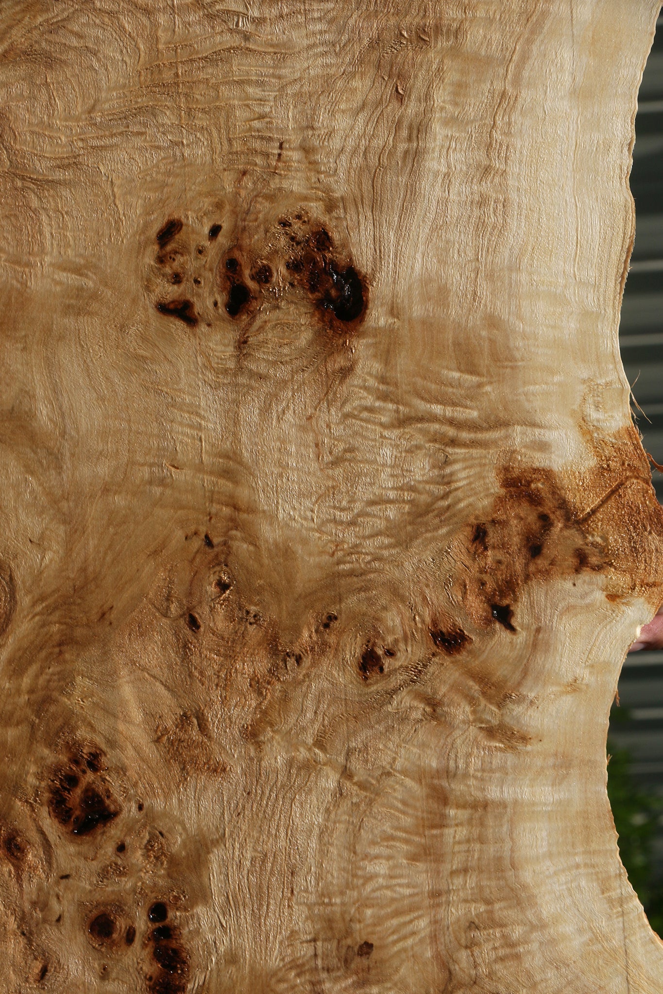 Extra Fancy Mappa Burl Live Edge Lumber