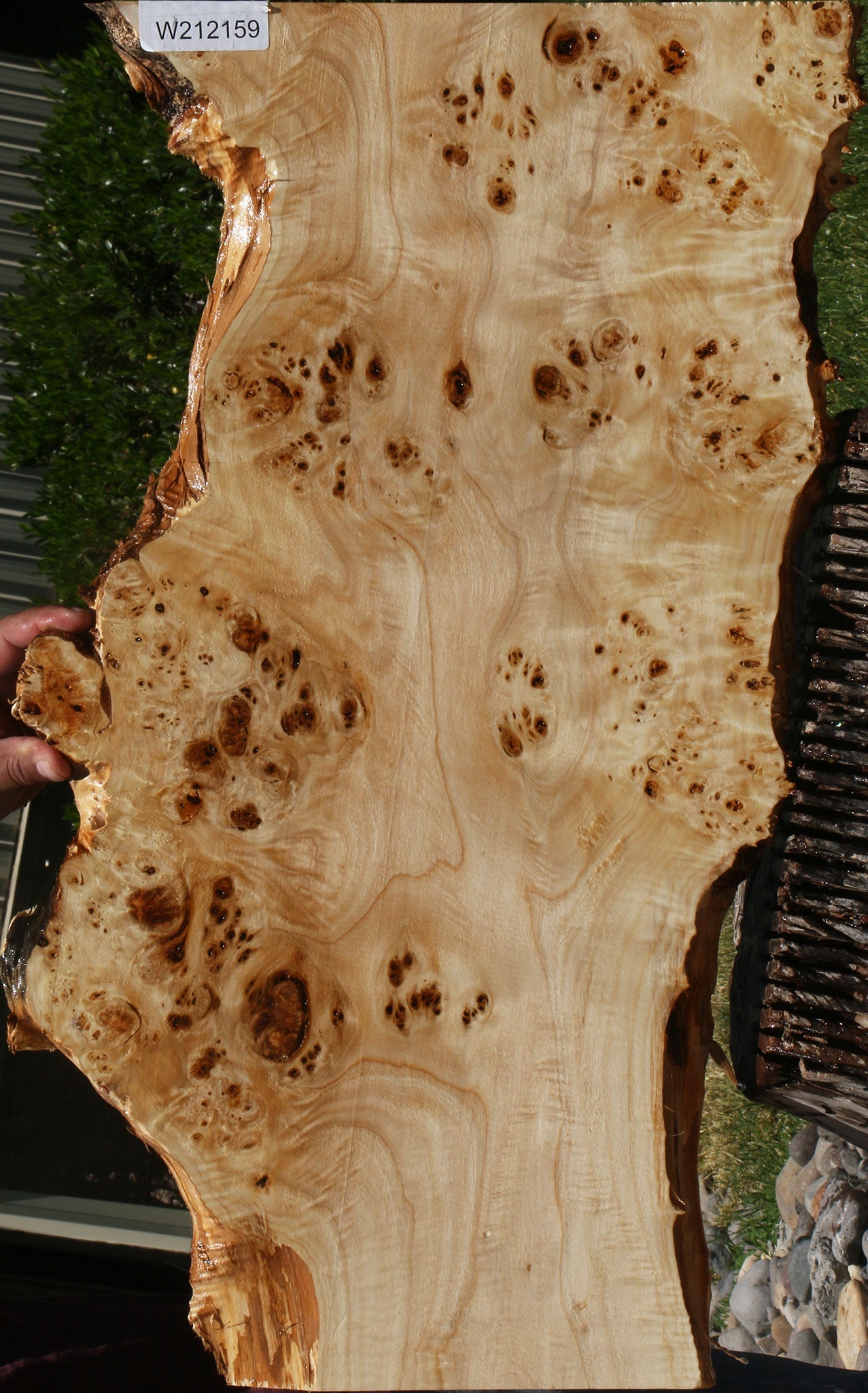 Extra Fancy Mappa Burl Live Edge Lumber