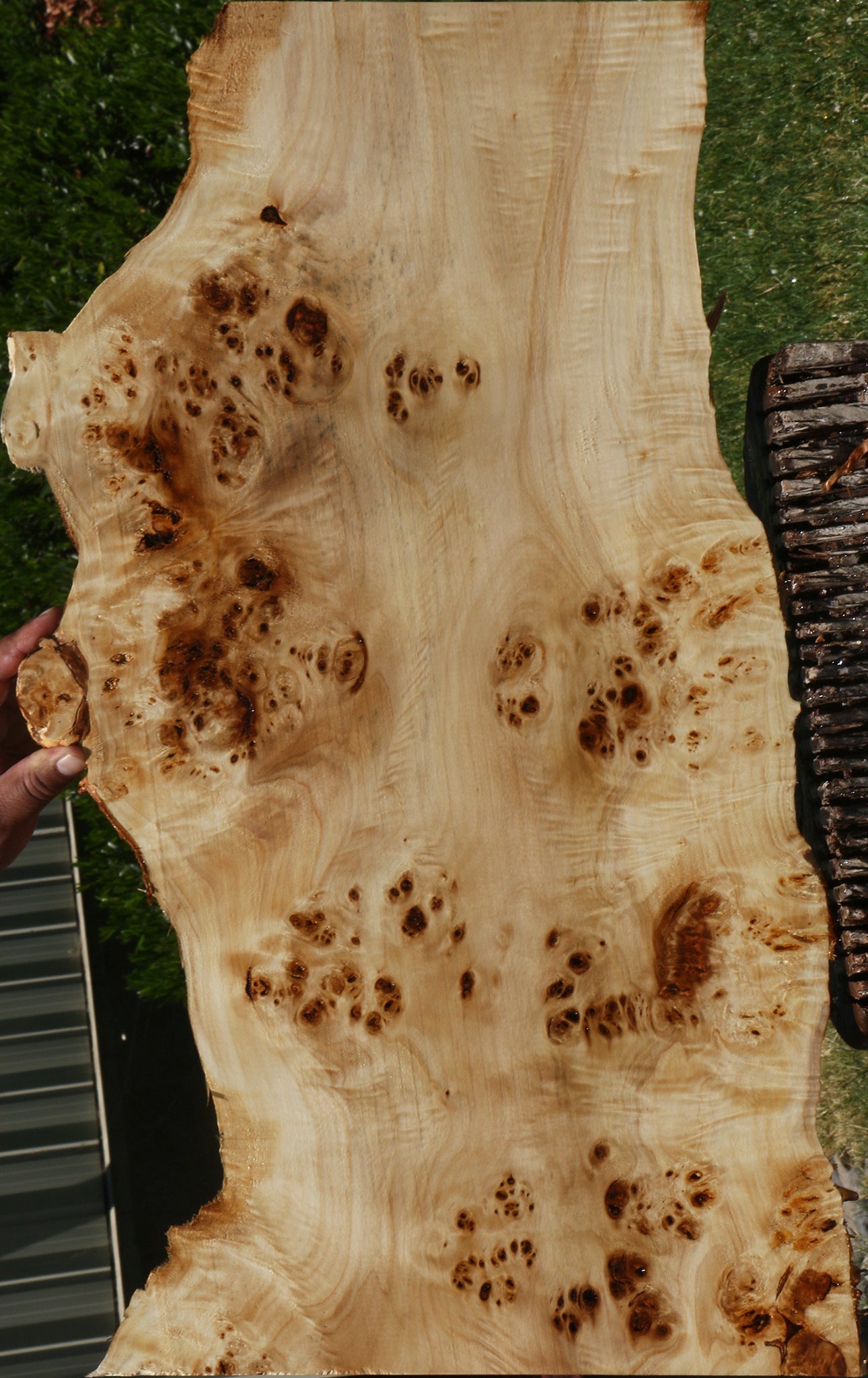 Extra Fancy Mappa Burl Live Edge Lumber