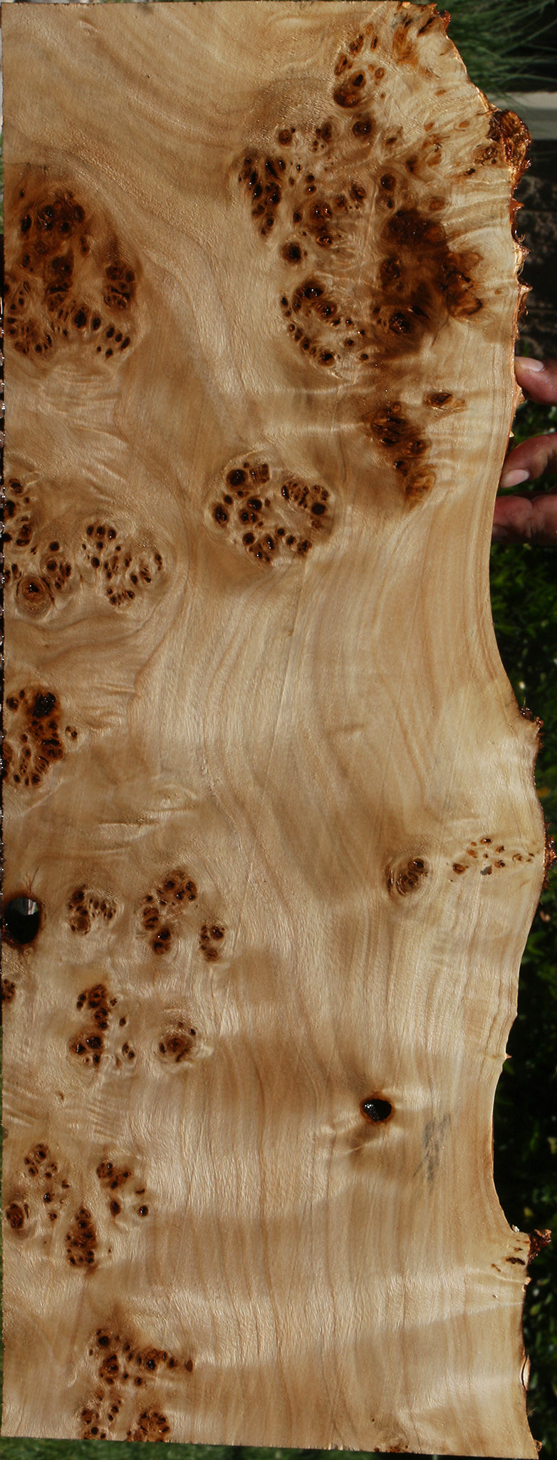 Extra Fancy Mappa Burl Live Edge Lumber