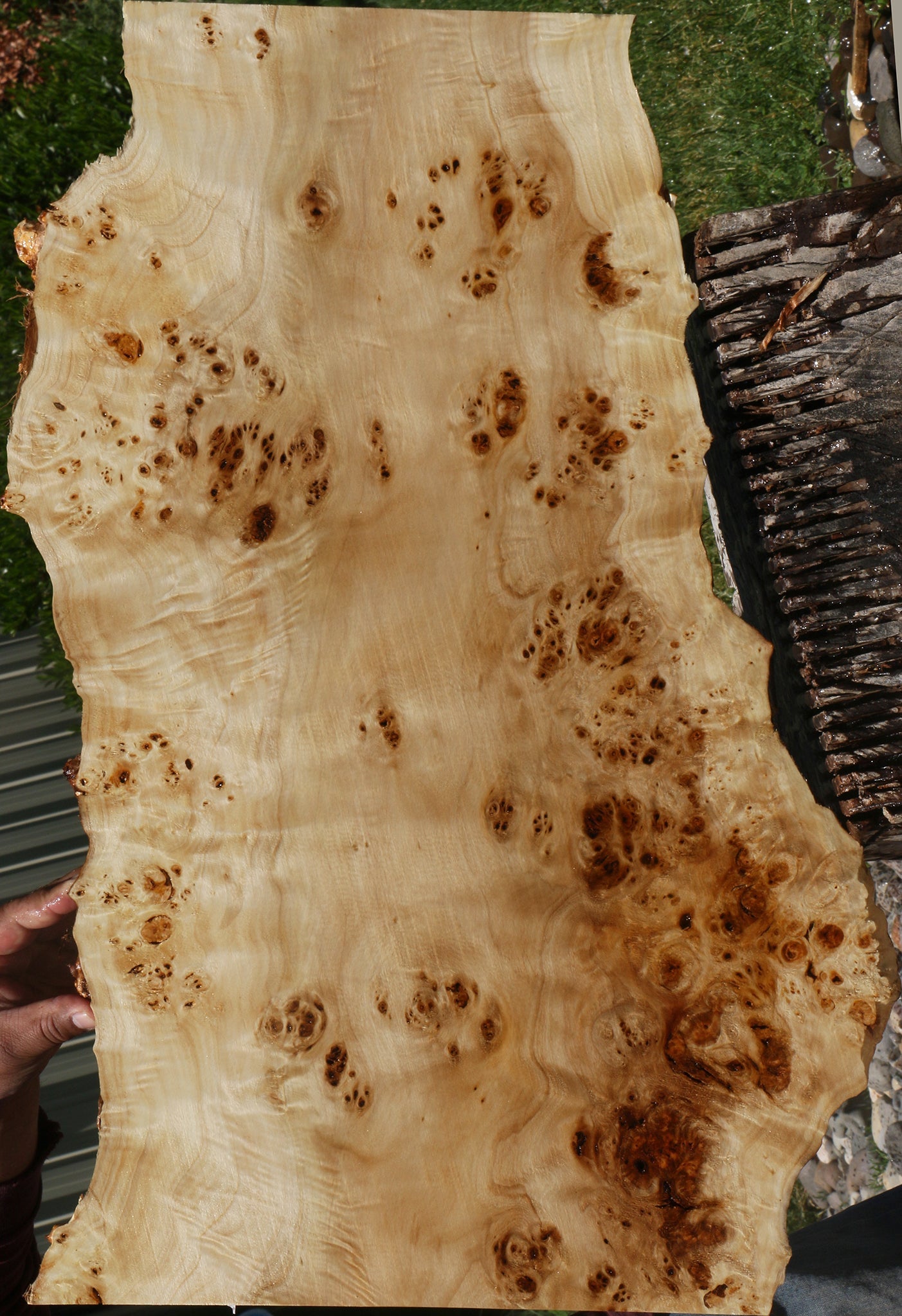 Extra Fancy Mappa Burl Live Edge Lumber