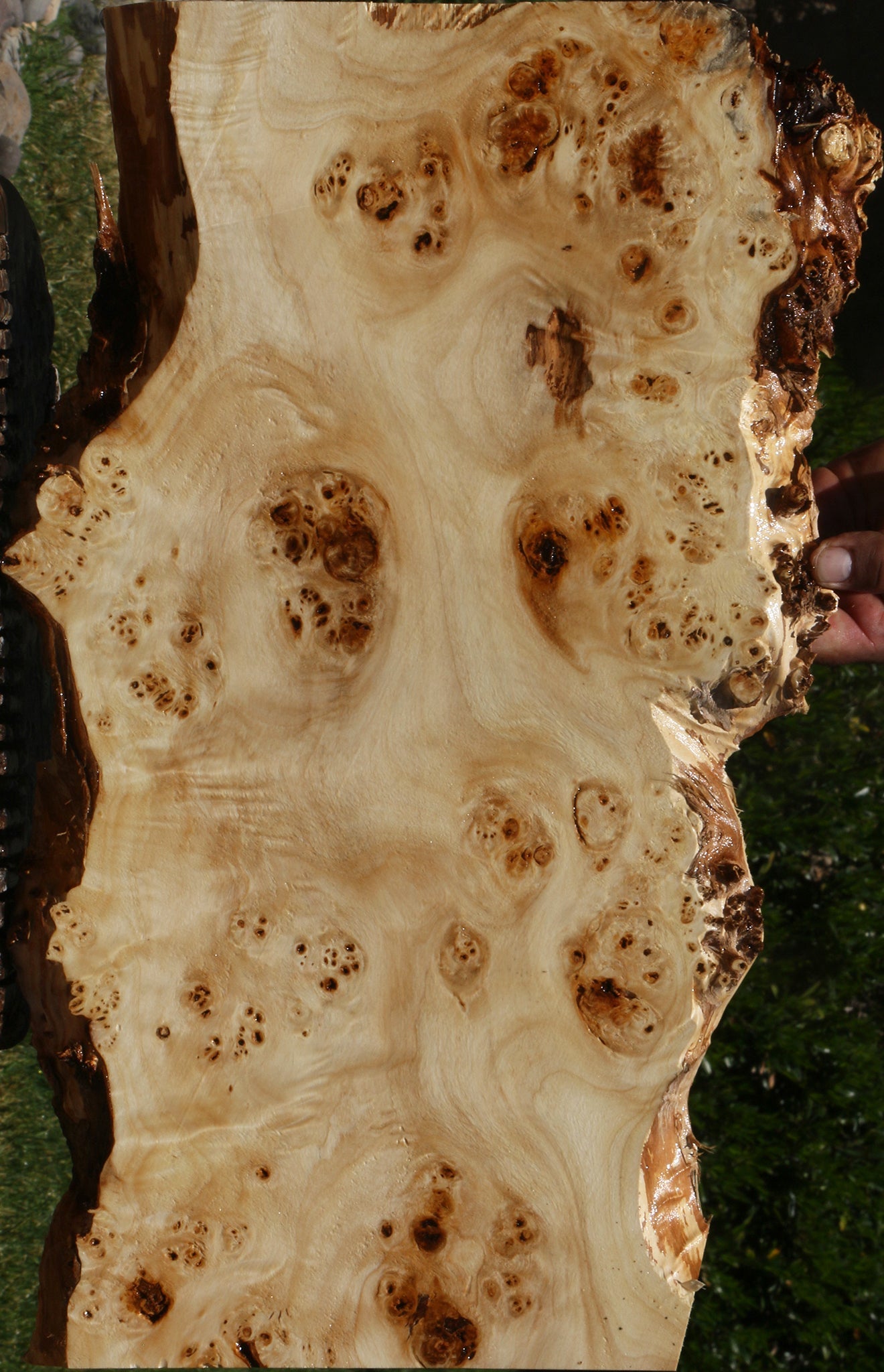 Extra Fancy Mappa Burl Live Edge Lumber