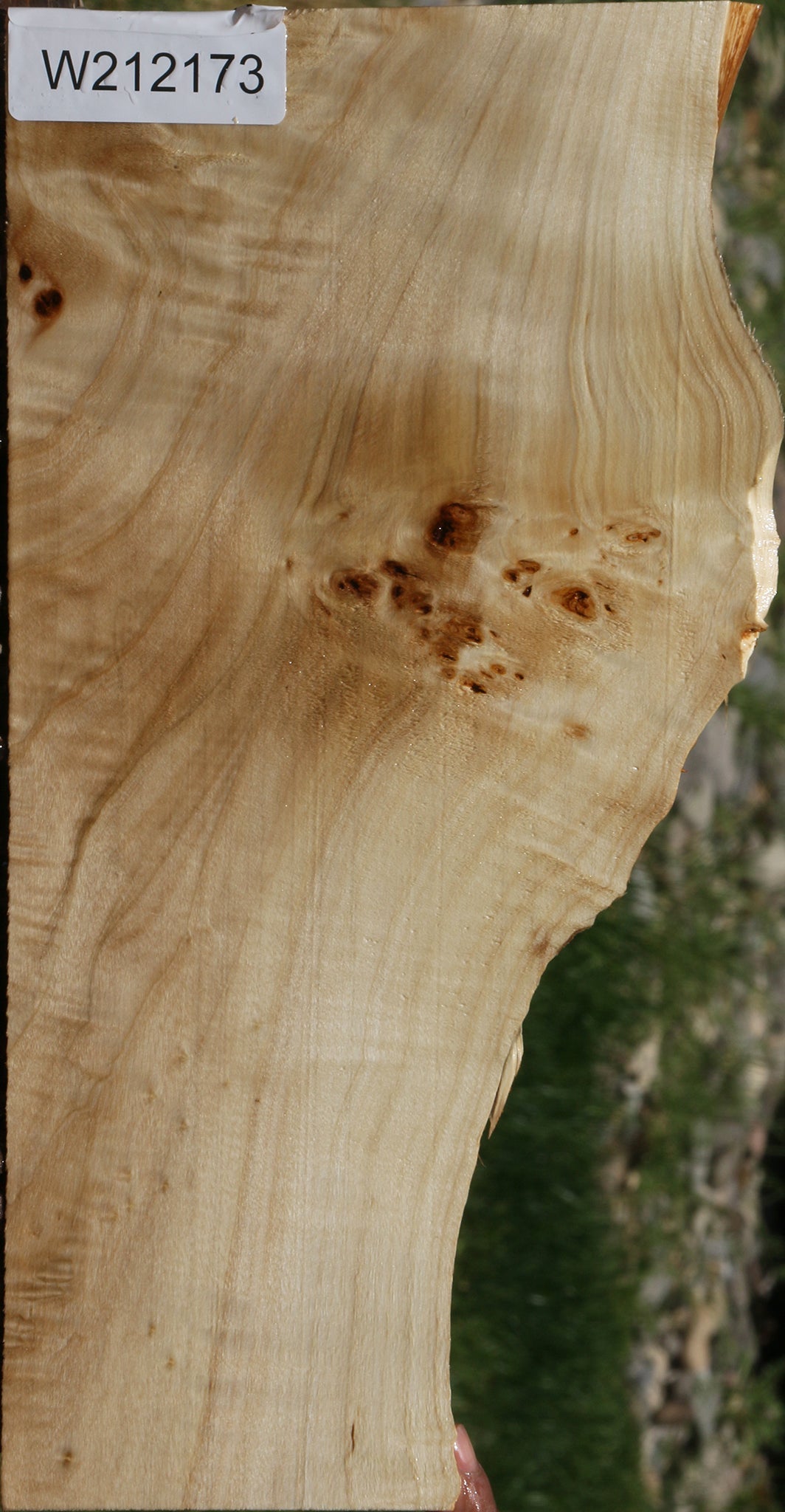 Extra Fancy Mappa Burl Live Edge Lumber