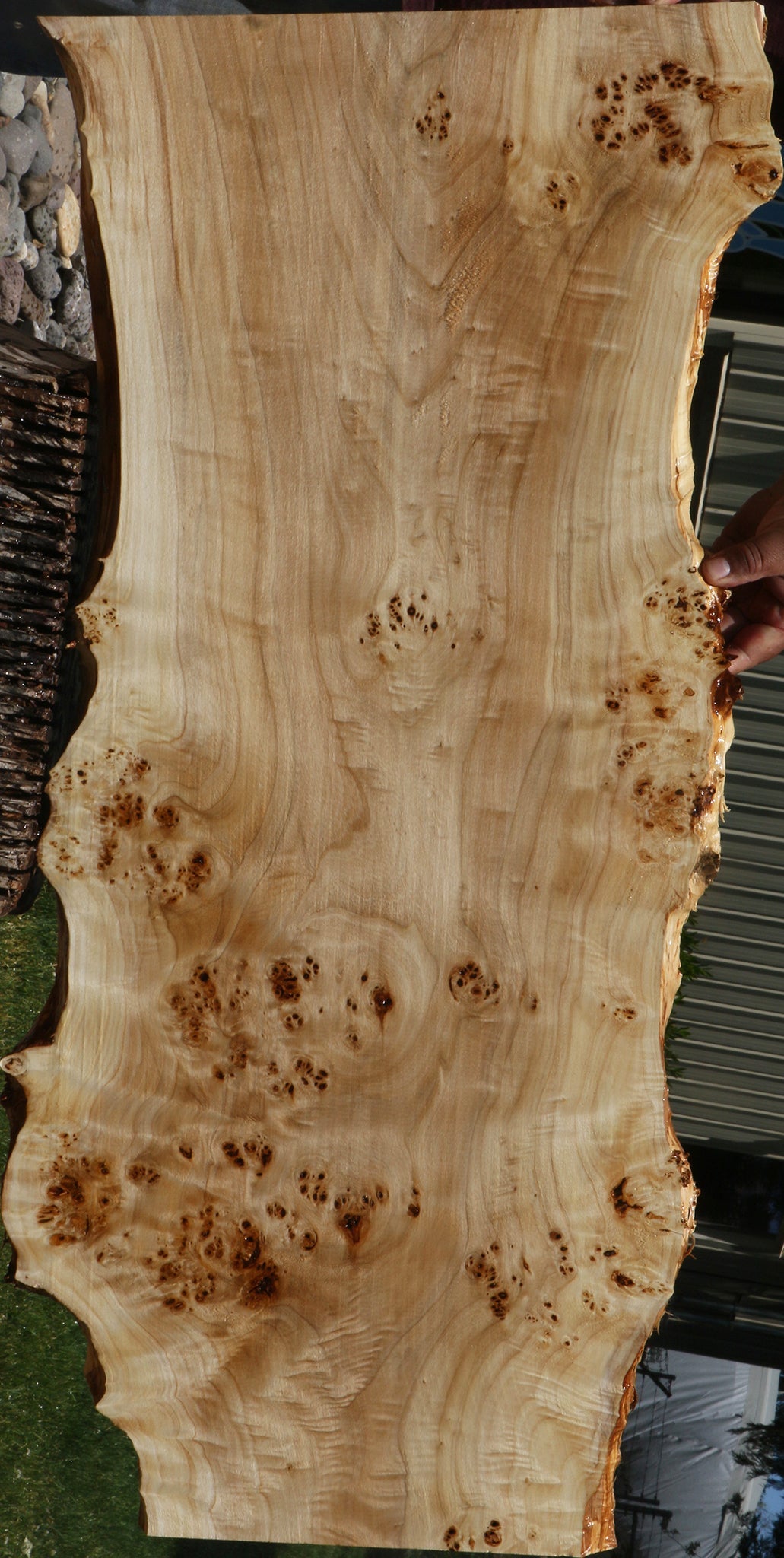 Extra Fancy Mappa Burl Live Edge Lumber