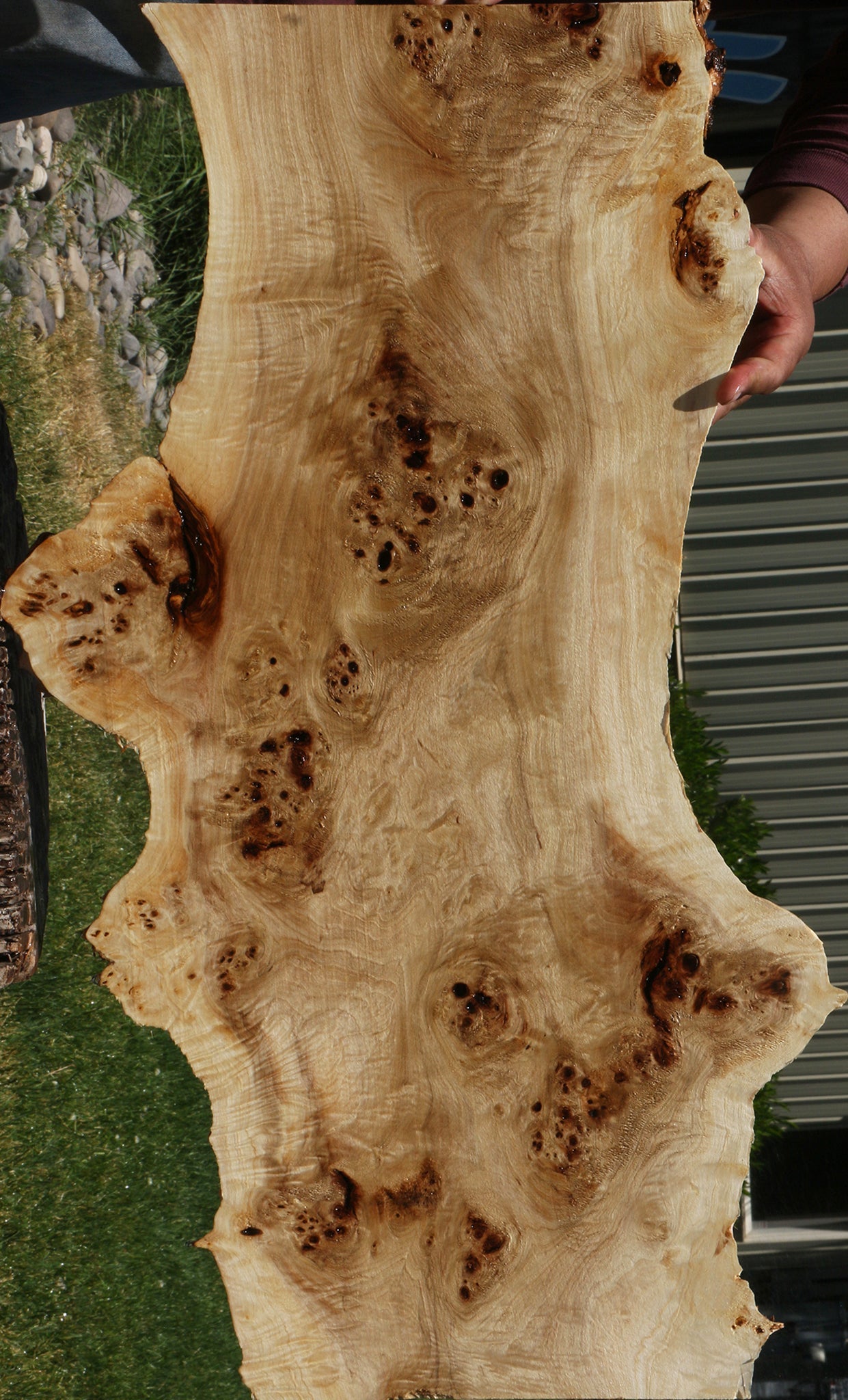 Extra Fancy Mappa Burl Live Edge Lumber