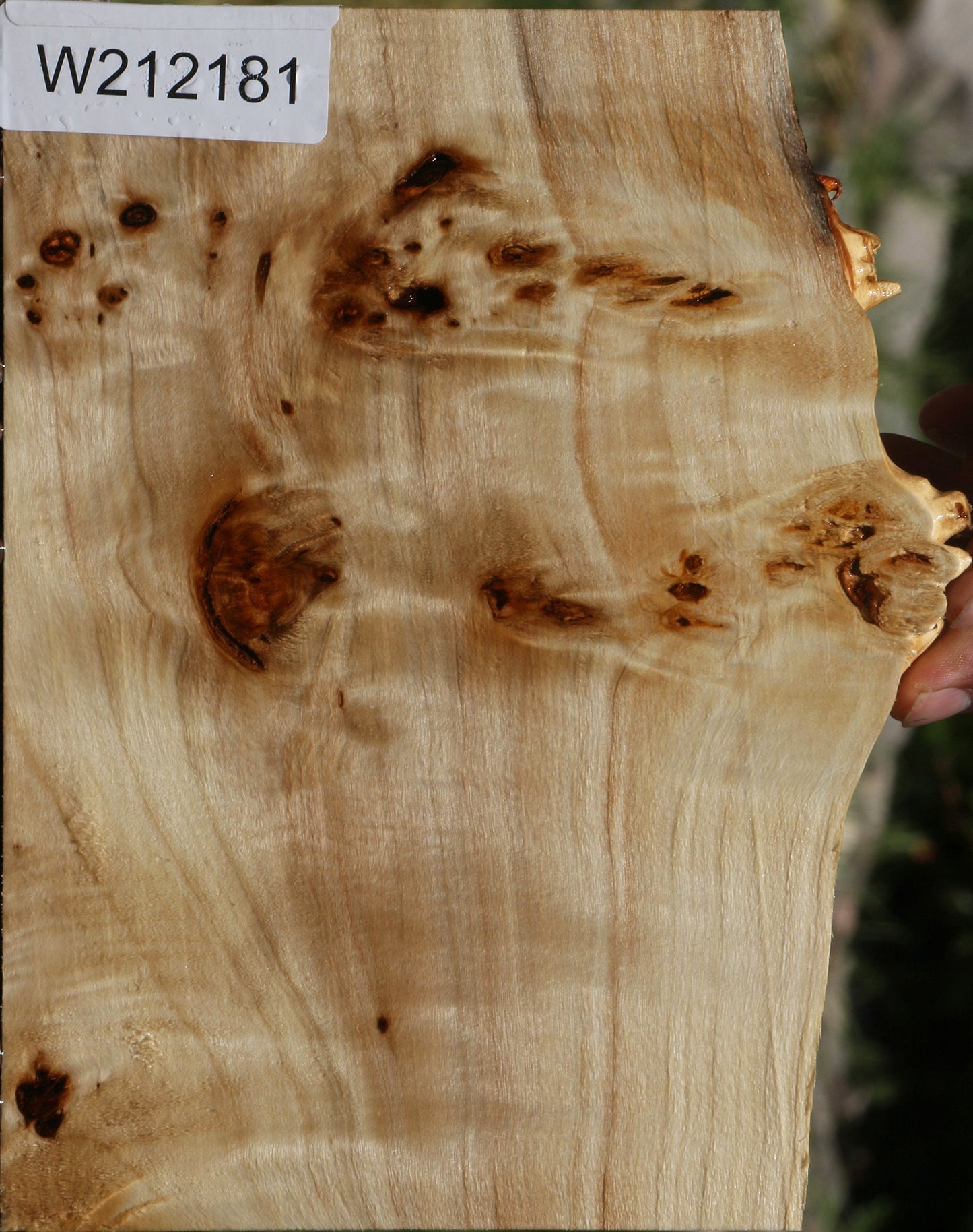 Extra Fancy Mappa Burl Live Edge Lumber