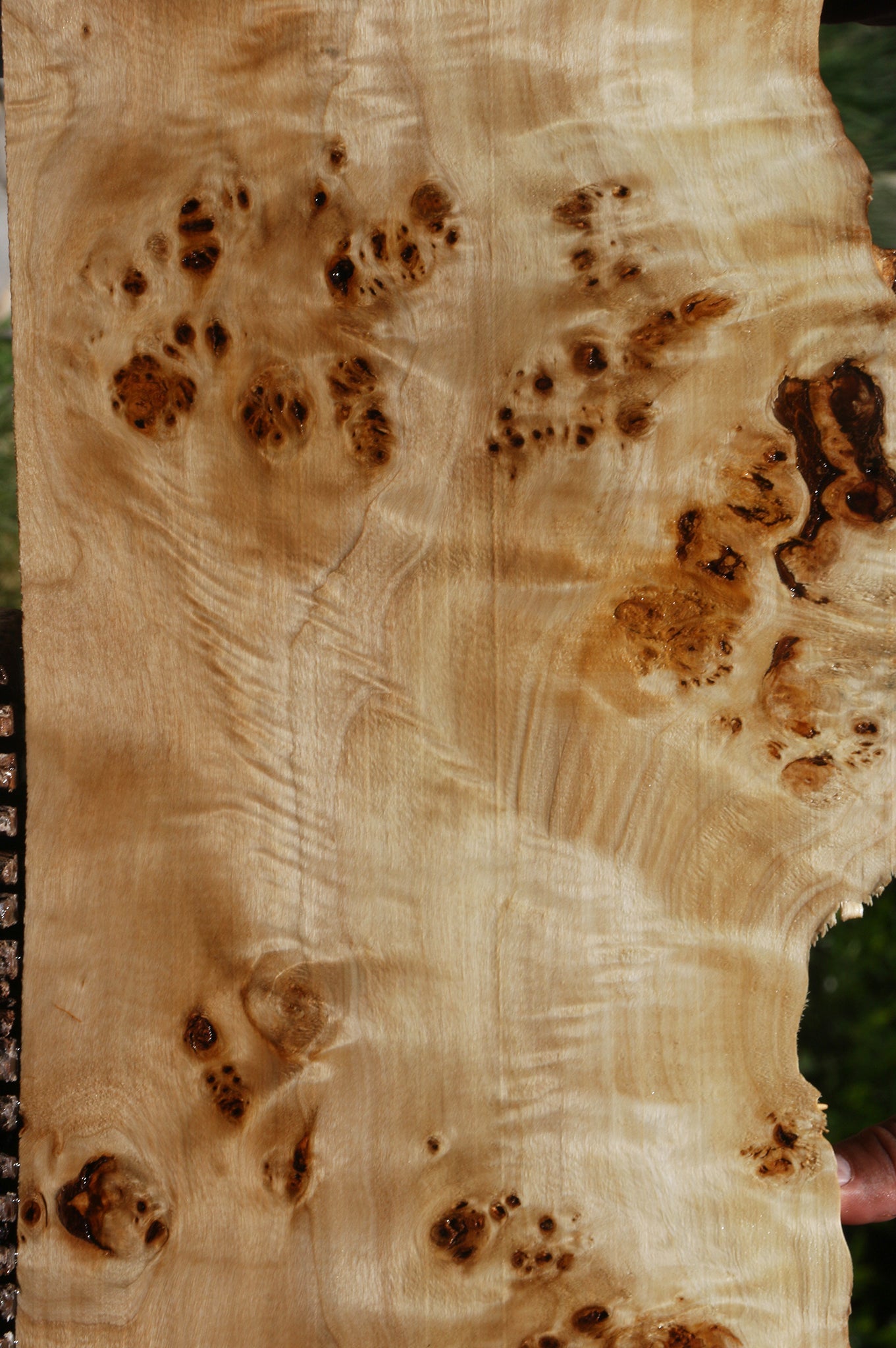 Extra Fancy Mappa Burl Live Edge Lumber