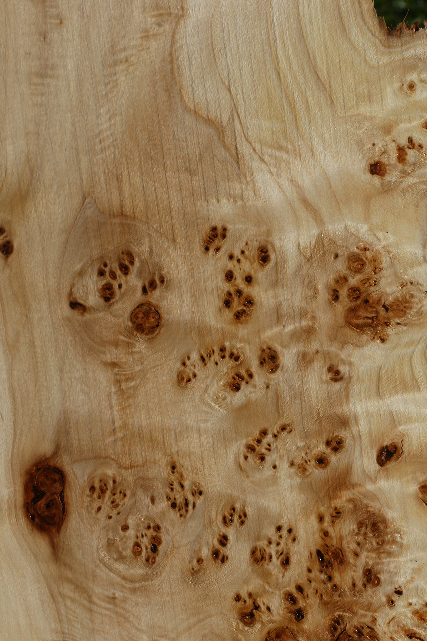 Extra Fancy Mappa Burl Live Edge Lumber