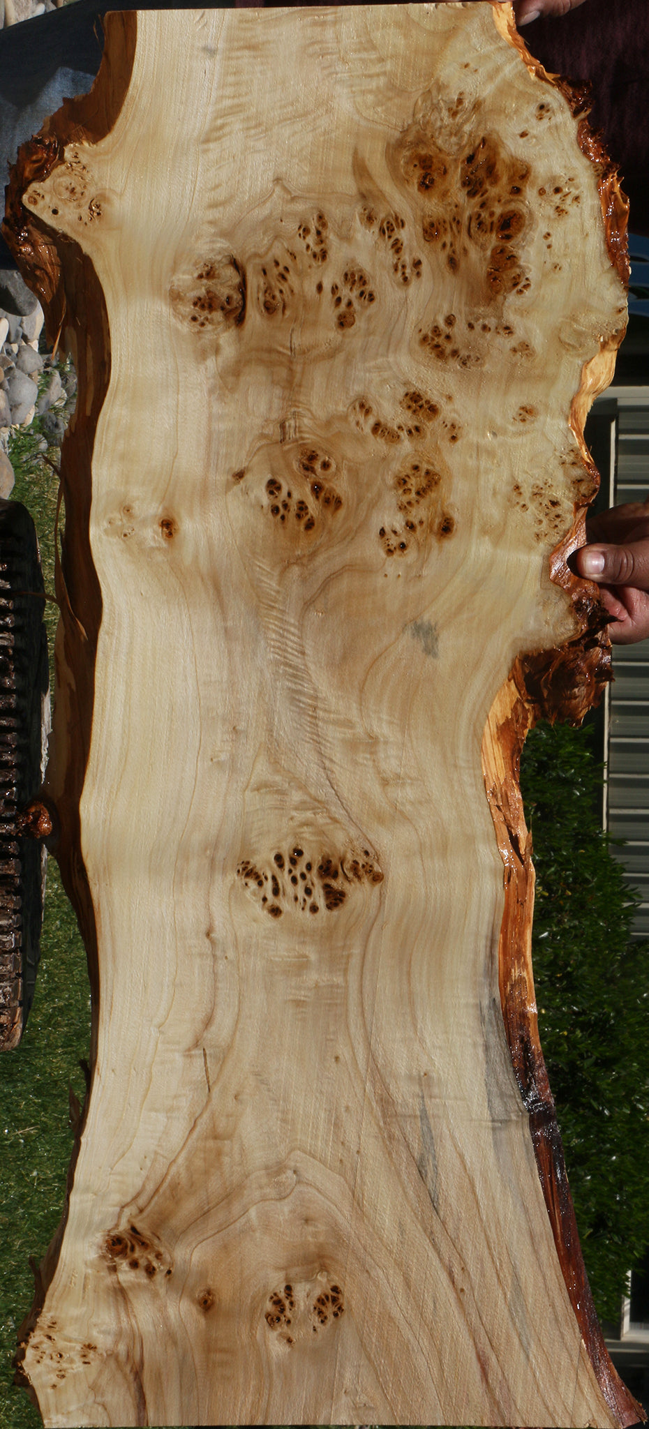 Extra Fancy Mappa Burl Live Edge Lumber