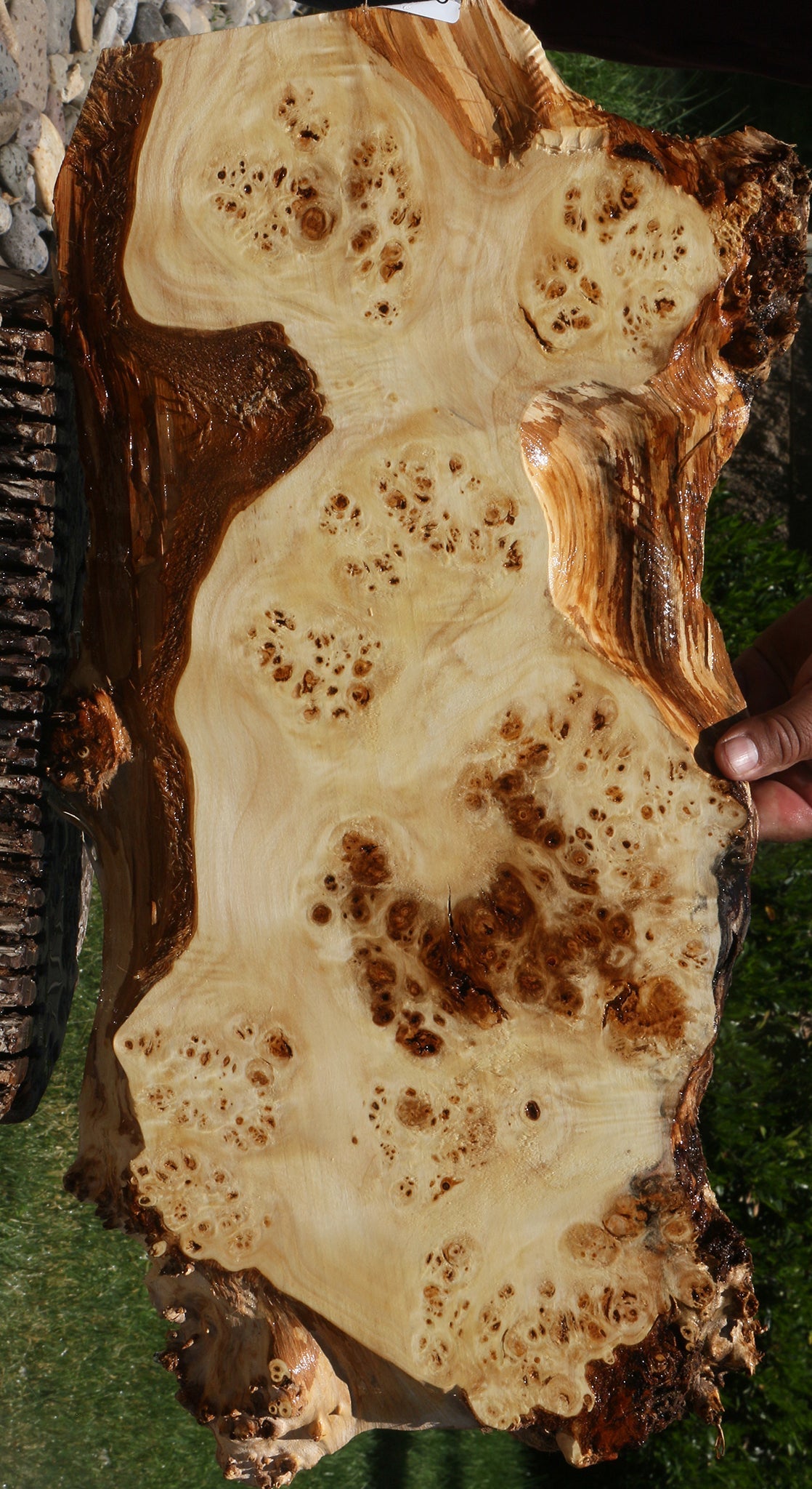 Extra Fancy Mappa Burl Live Edge Lumber