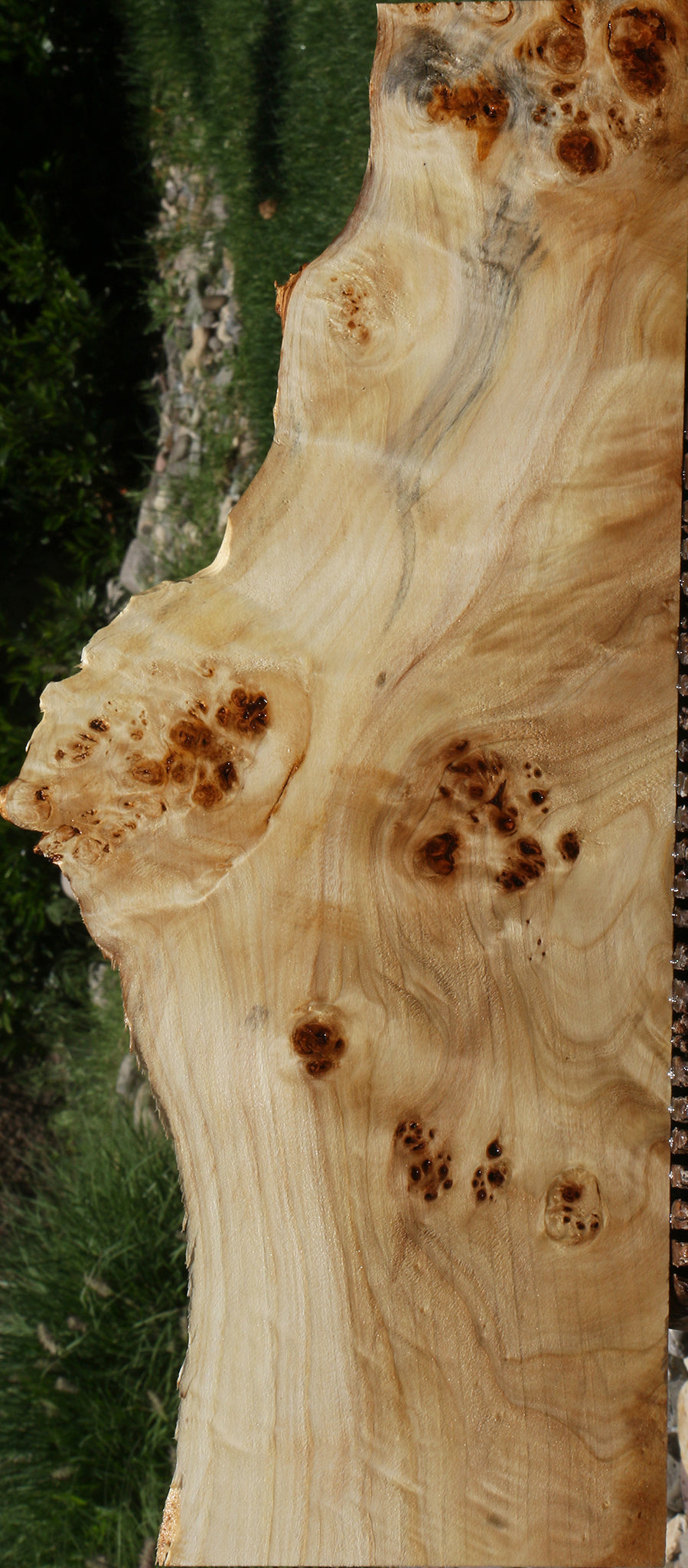 Extra Fancy Mappa Burl Live Edge Lumber