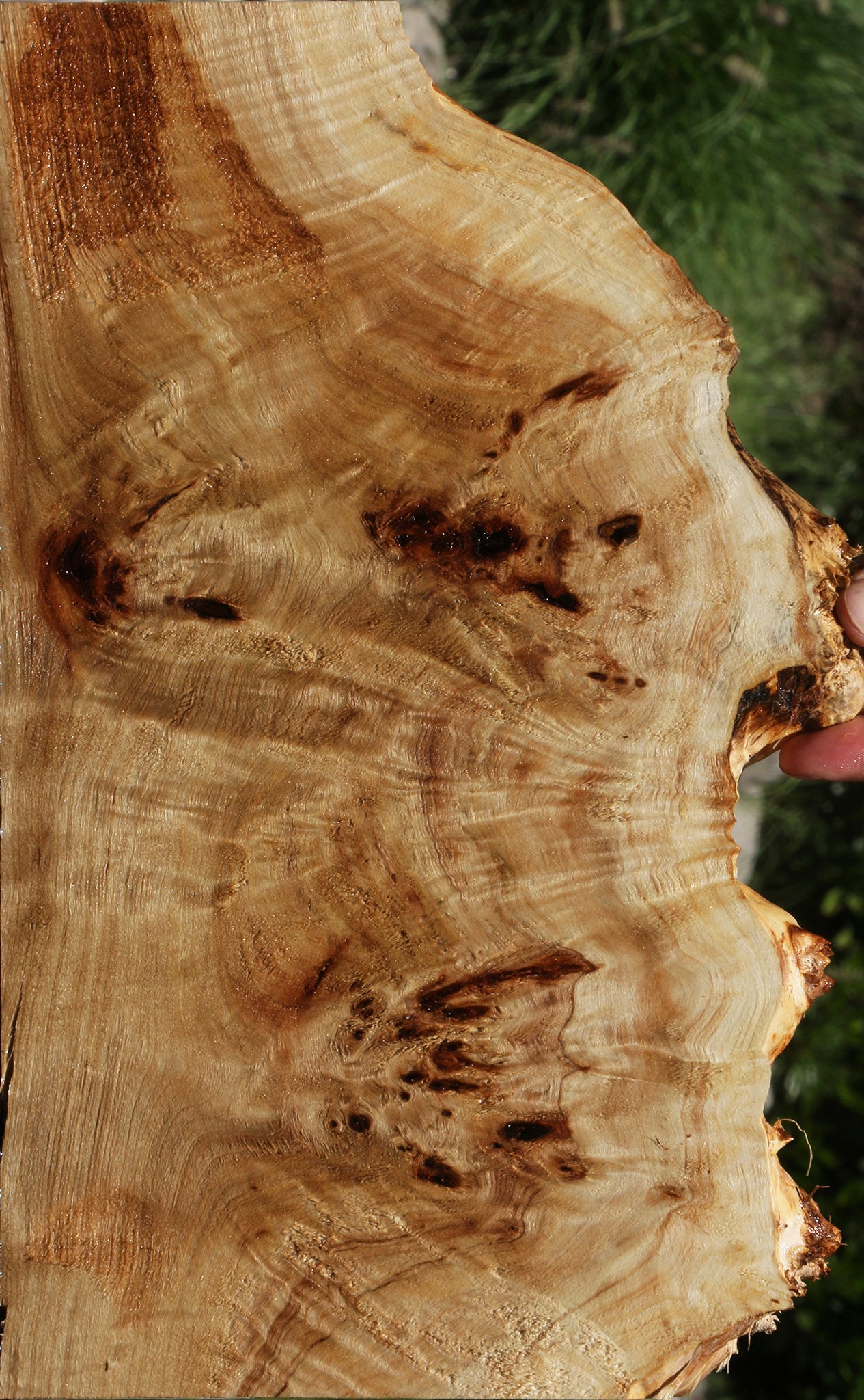 Extra Fancy Mappa Burl Live Edge Lumber