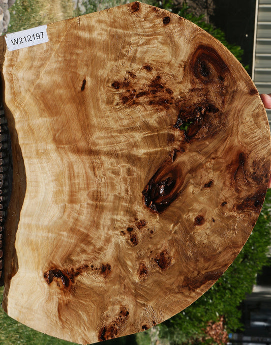 Extra Fancy Mappa Burl Live Edge Micro Lumber