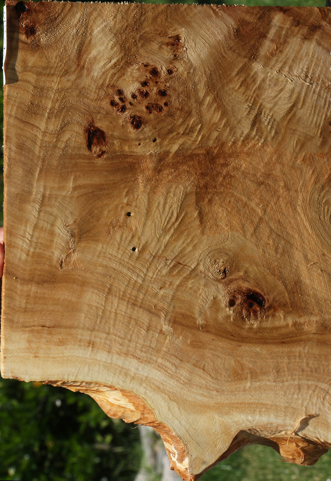 Extra Fancy Mappa Burl Live Edge Micro Lumber