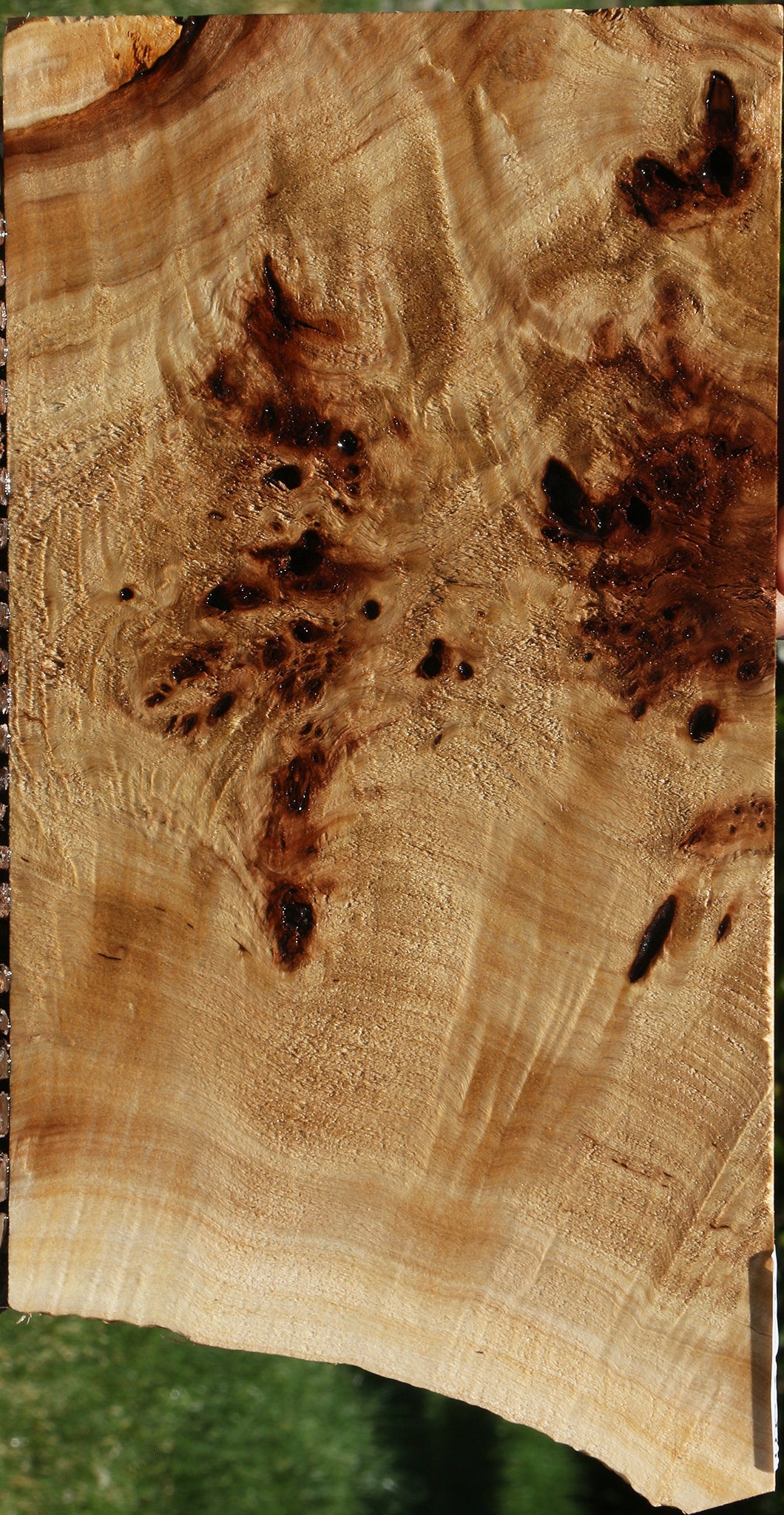 Extra Fancy Mappa Burl Live Edge Lumber