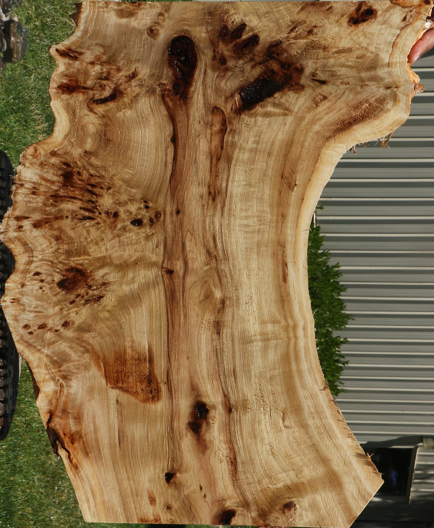 Extra Fancy Mappa Burl Live Edge Lumber