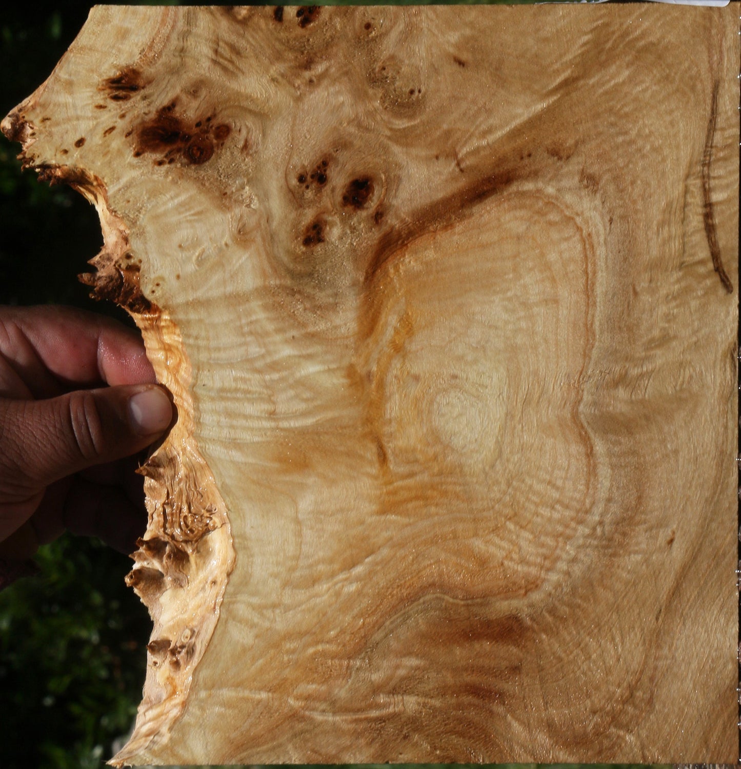 Extra Fancy Mappa Burl Live Edge Lumber