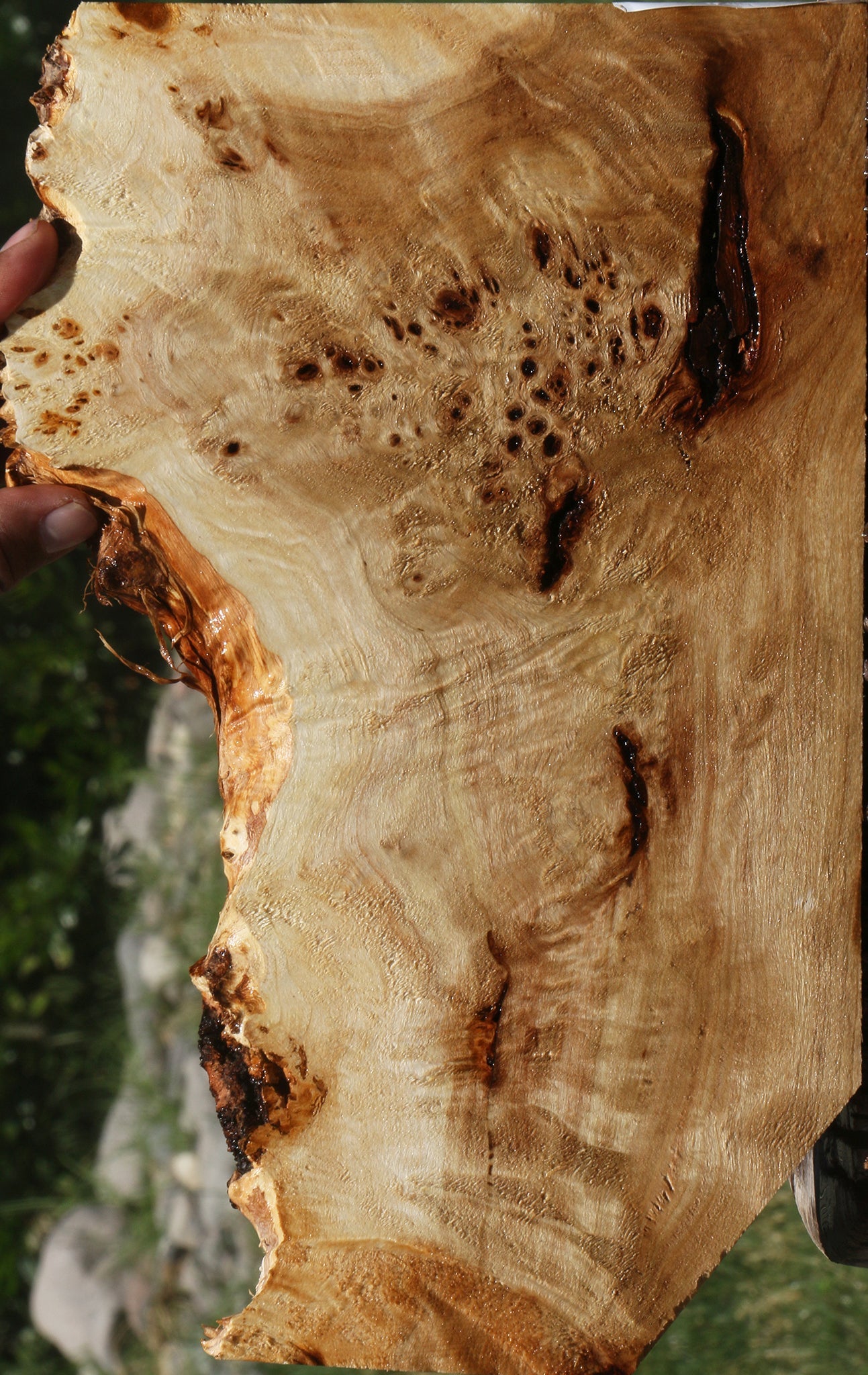 Extra Fancy Mappa Burl Live Edge Lumber