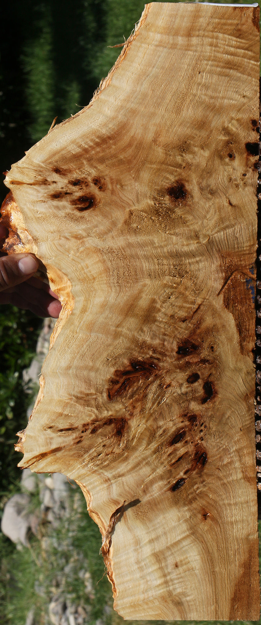 Extra Fancy Mappa Burl Live Edge Lumber