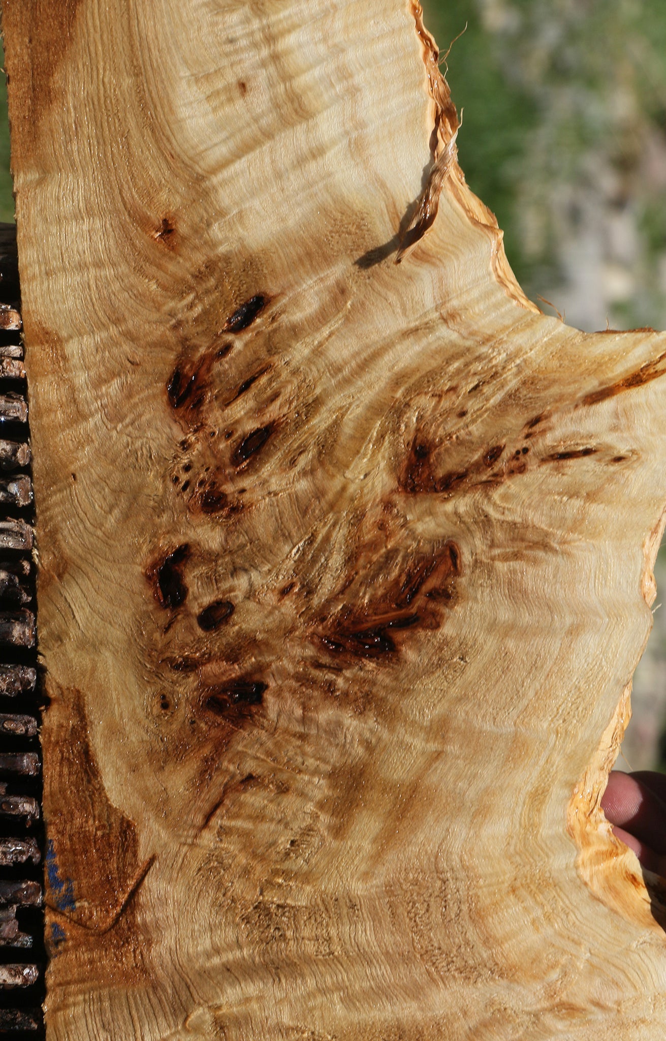 Extra Fancy Mappa Burl Live Edge Lumber