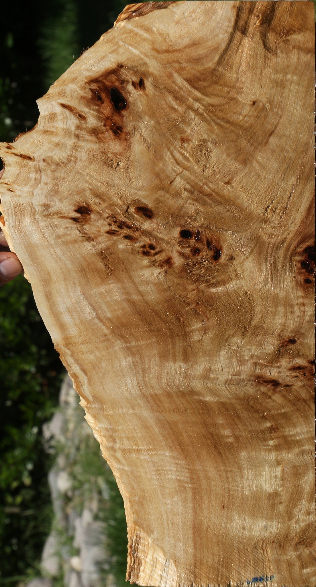 Extra Fancy Mappa Burl Live Edge Lumber