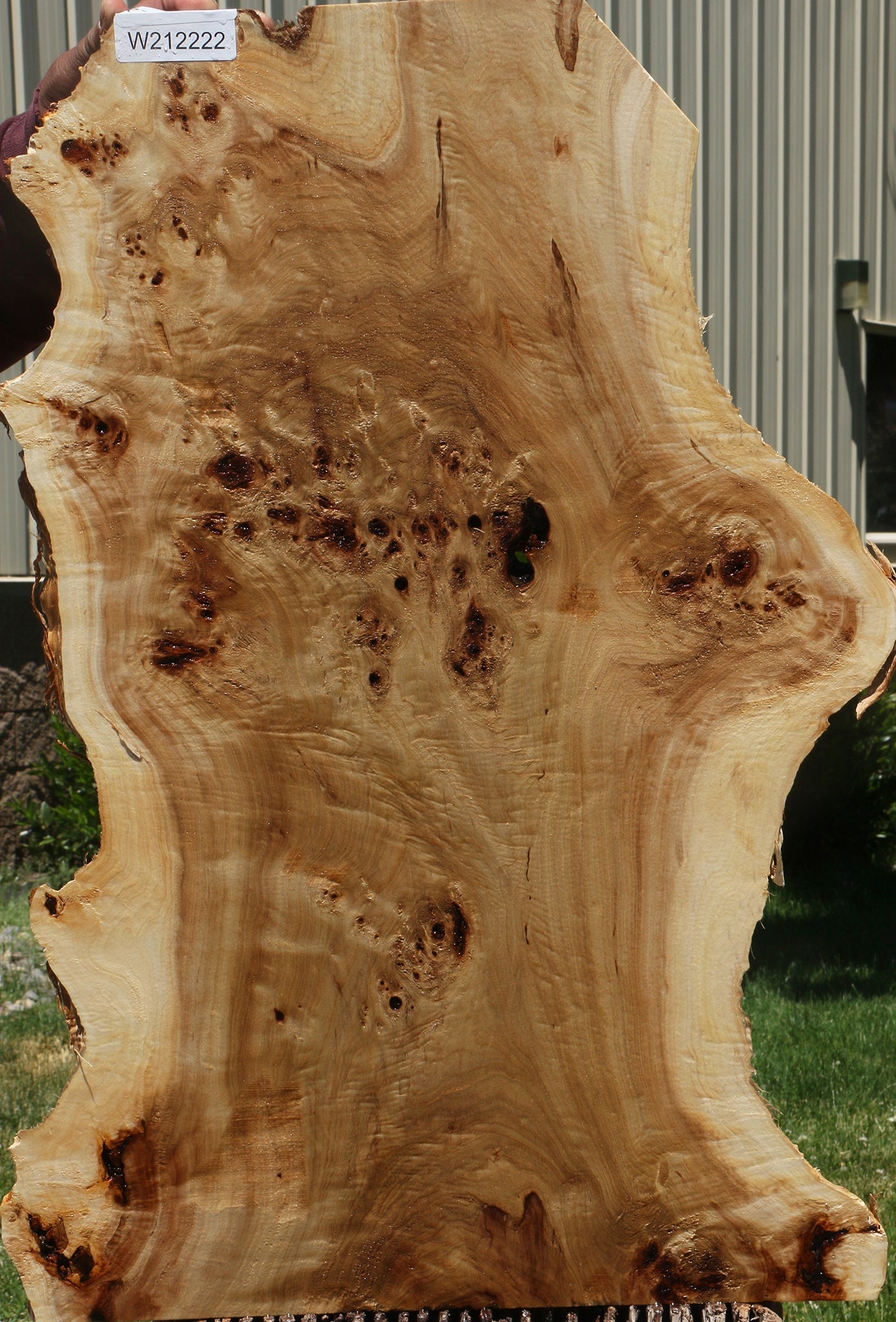 Extra Fancy Mappa Burl Live Edge Lumber