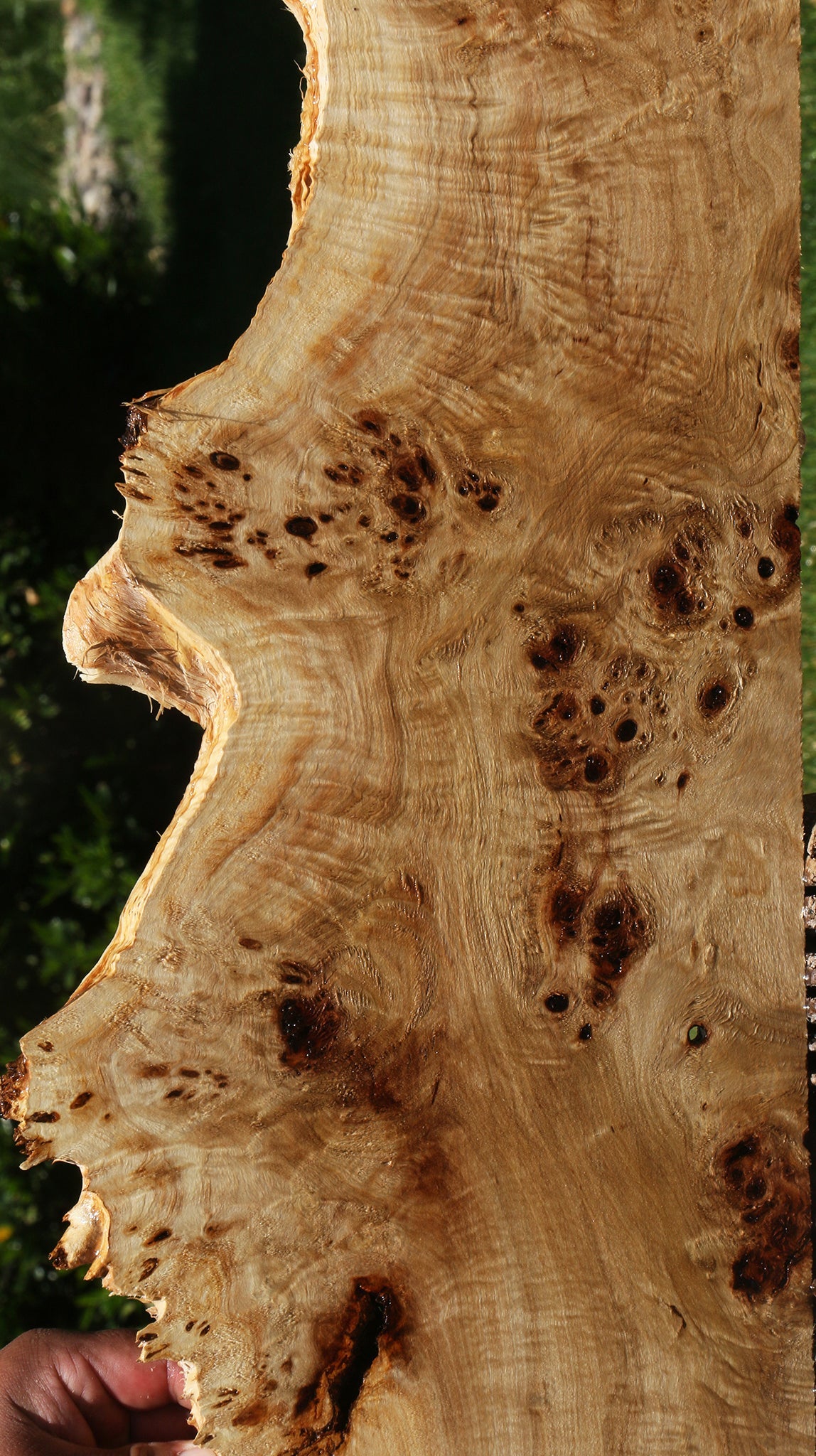 Extra Fancy Mappa Burl Live Edge Lumber