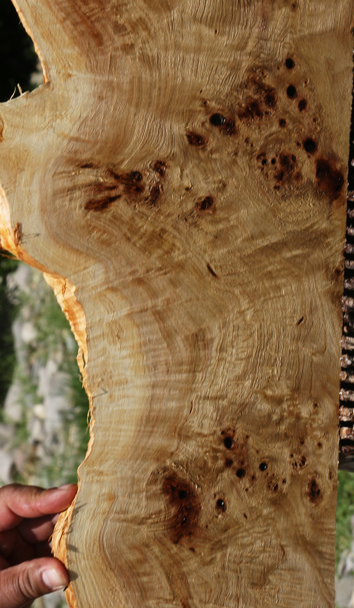 Extra Fancy Mappa Burl Live Edge Lumber