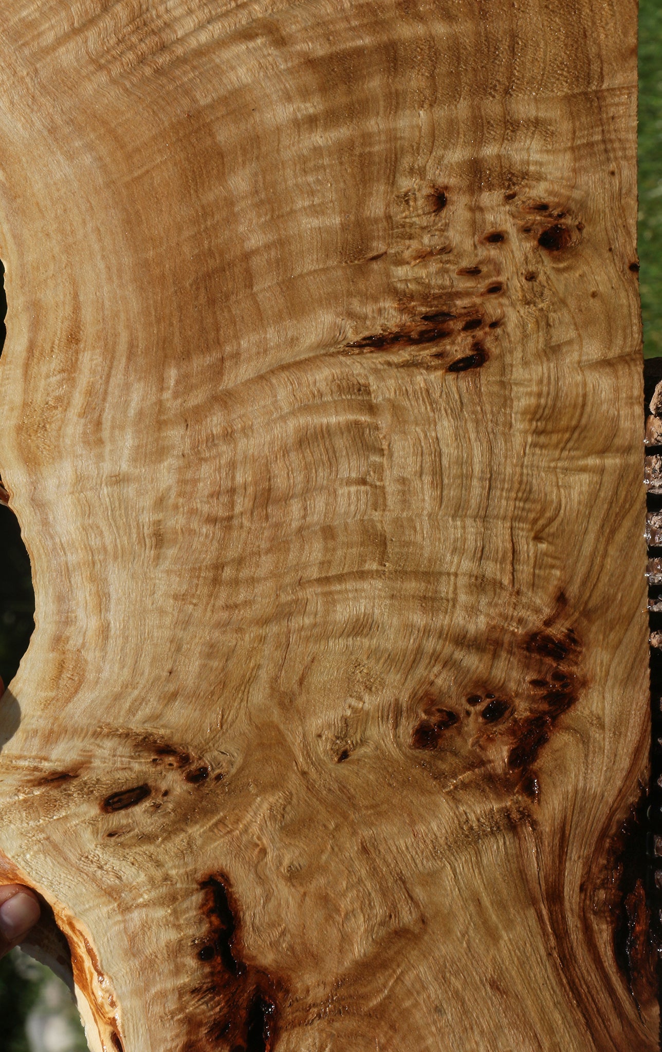 Extra Fancy Mappa Burl Live Edge Lumber