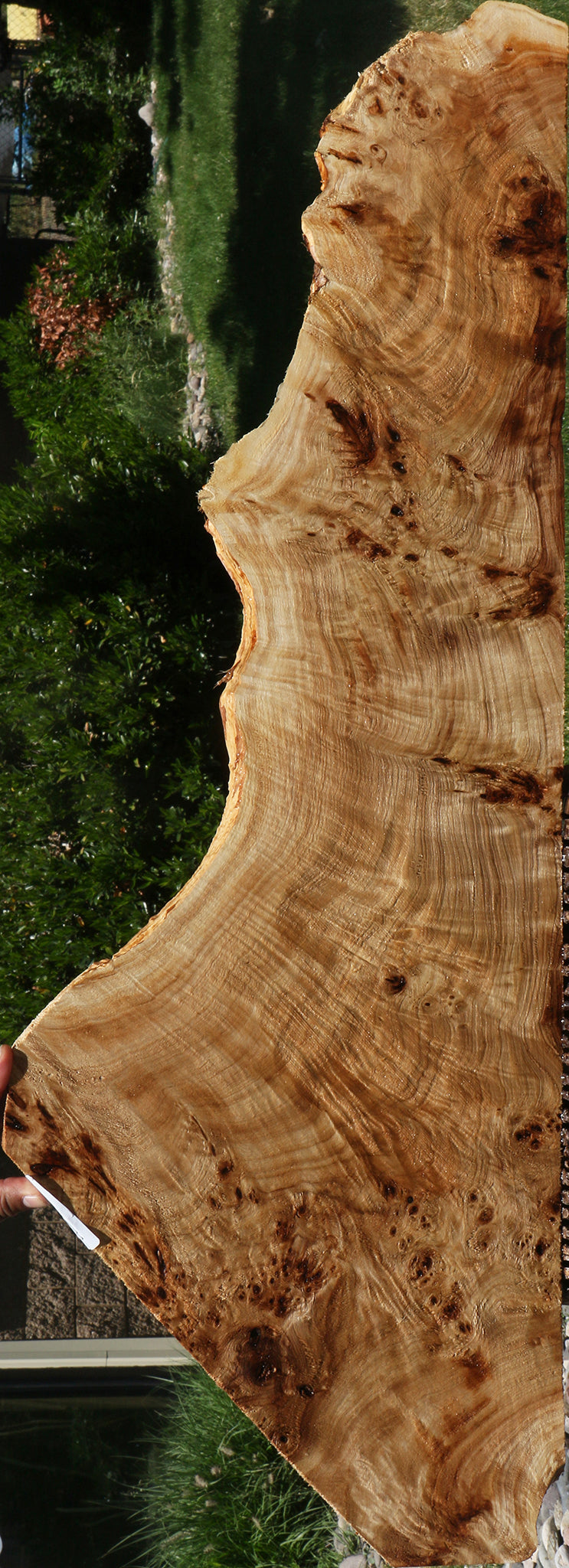 Extra Fancy Mappa Burl Live Edge Lumber