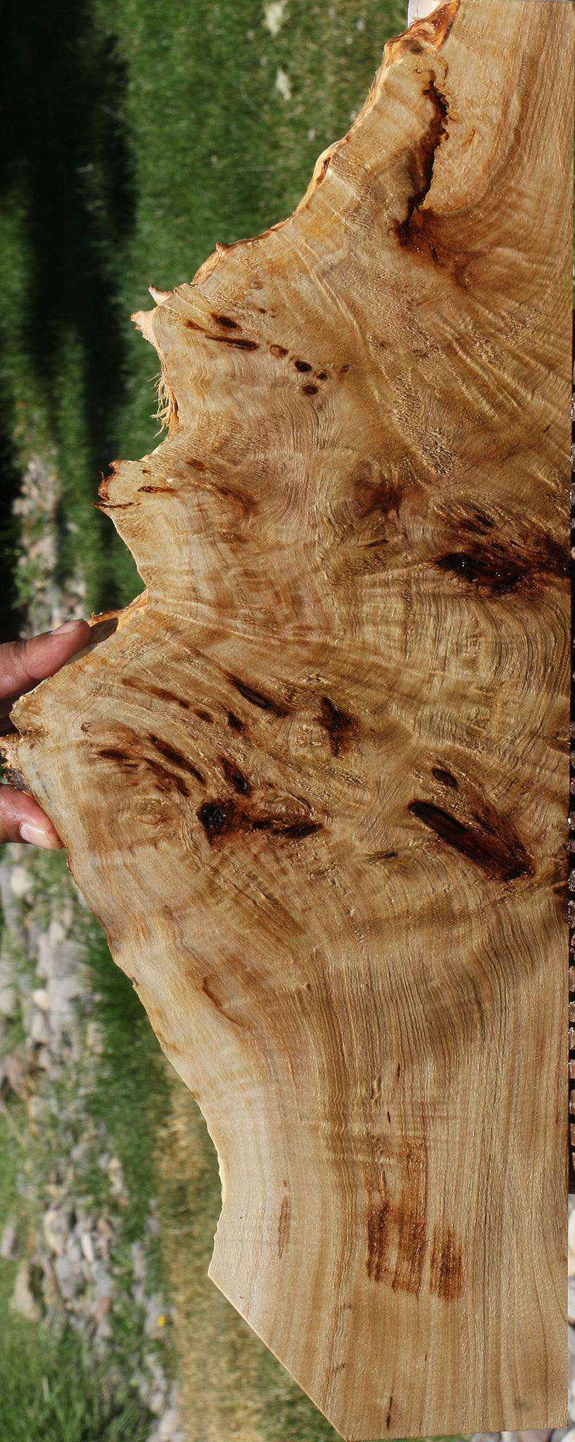 Extra Fancy Mappa Burl Live Edge Lumber