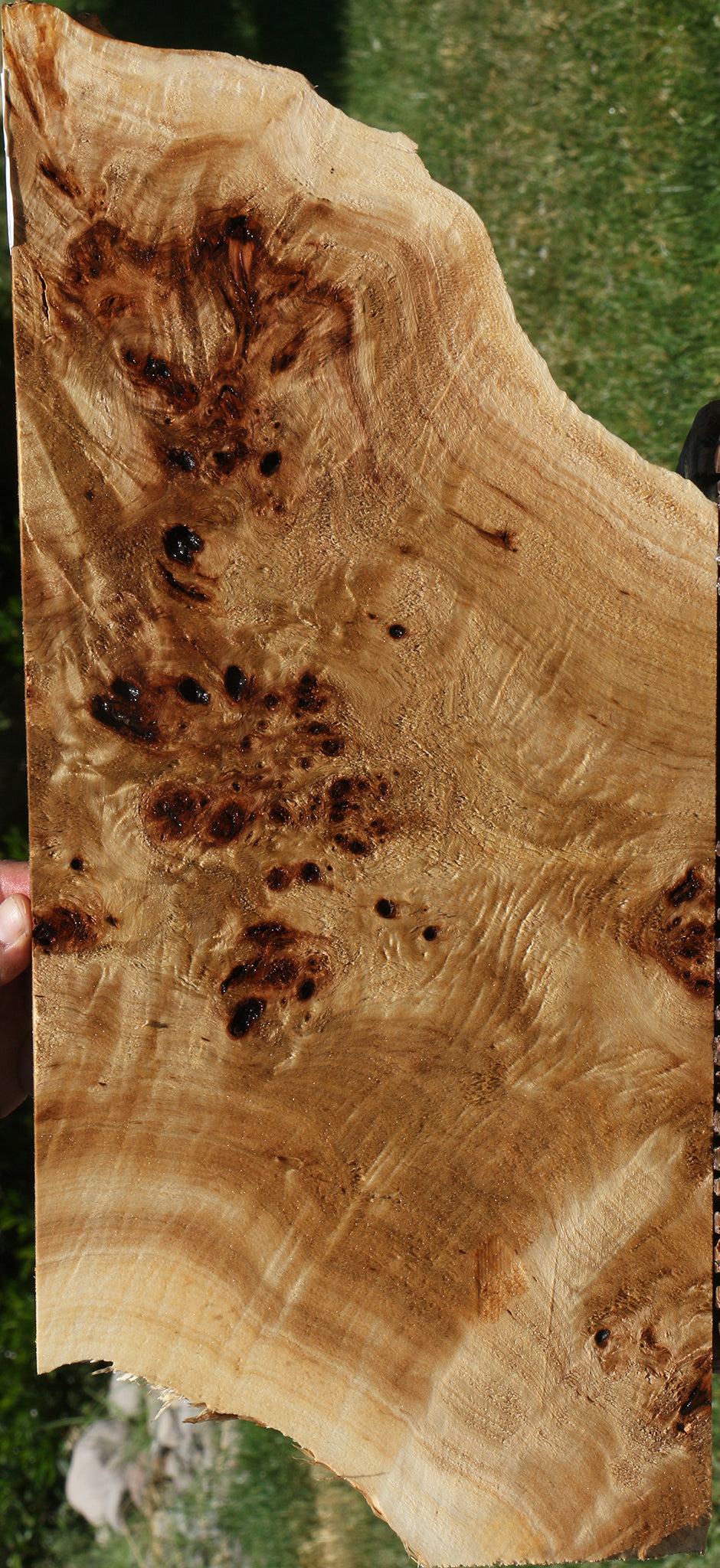 Extra Fancy Mappa Burl Lumber