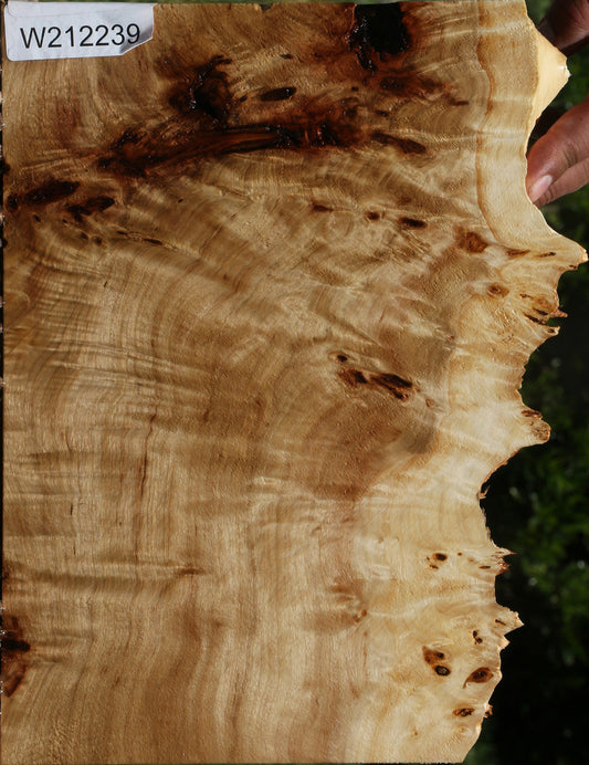 Extra Fancy Mappa Burl Live Edge Lumber