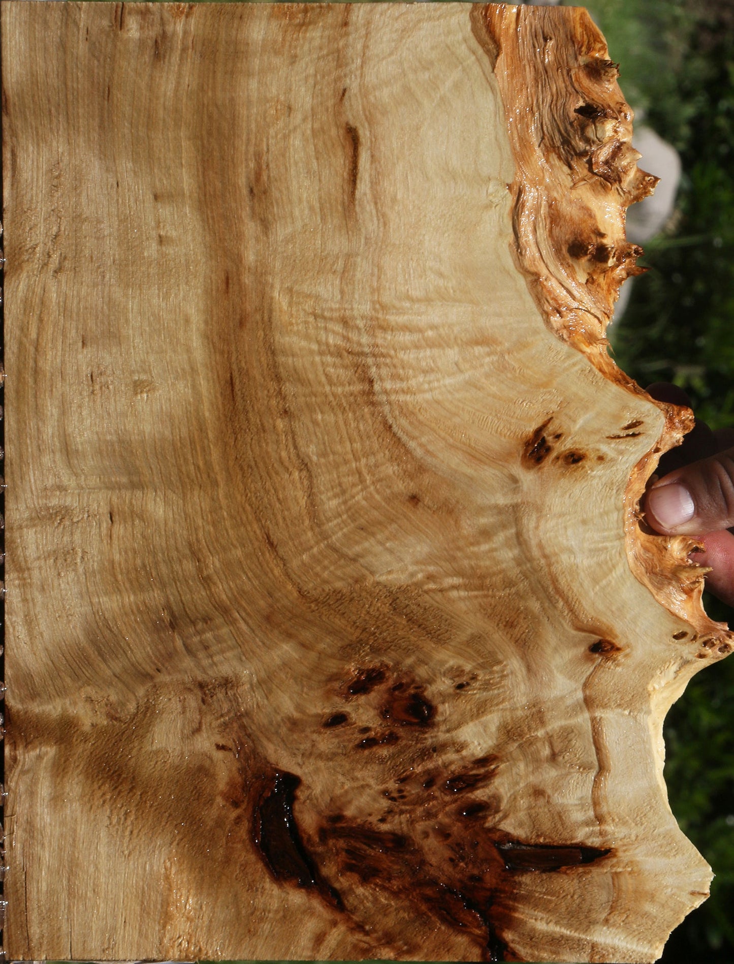 Extra Fancy Mappa Burl Live Edge Lumber