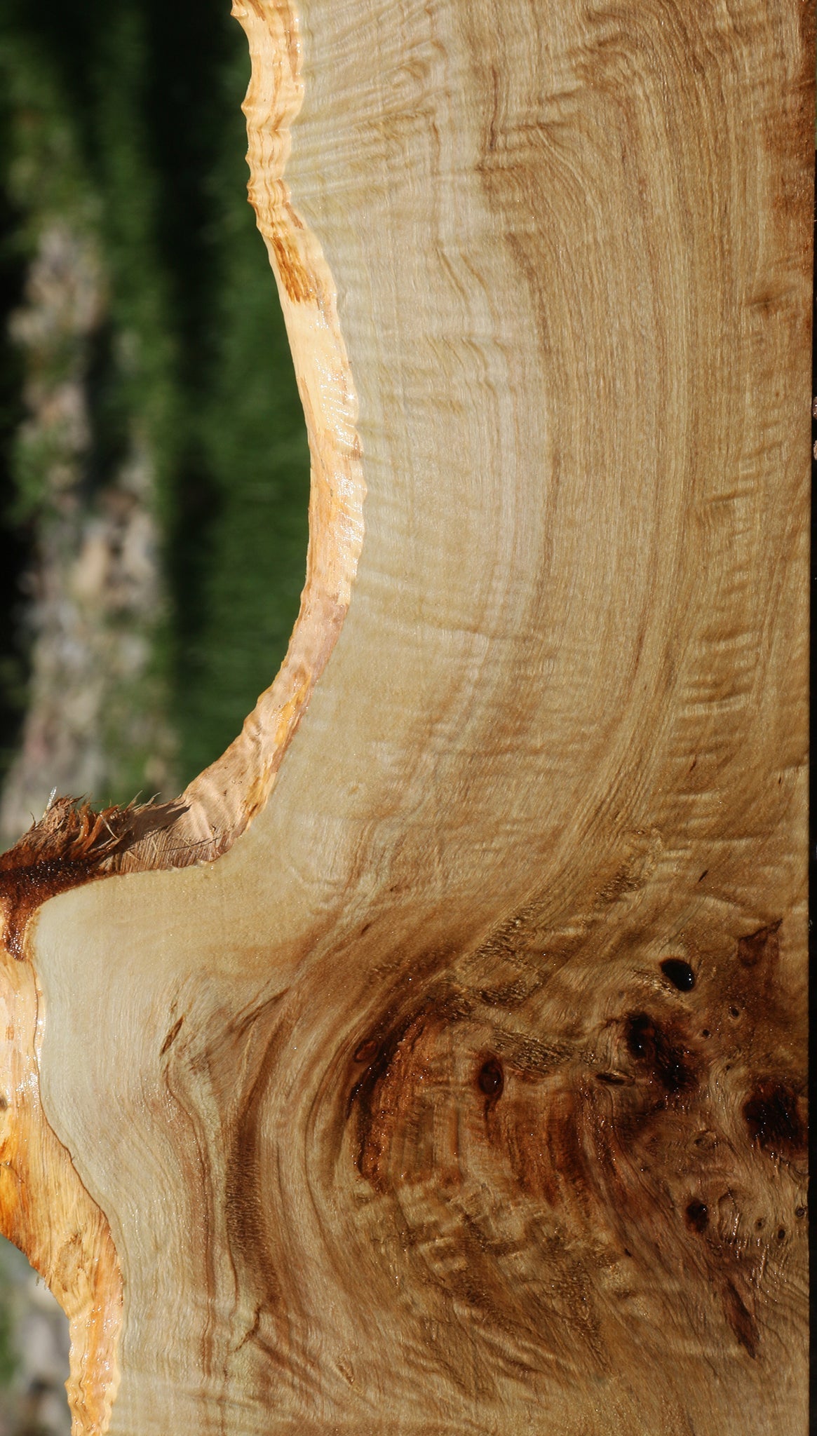 Extra Fancy Mappa Burl Live Edge Lumber