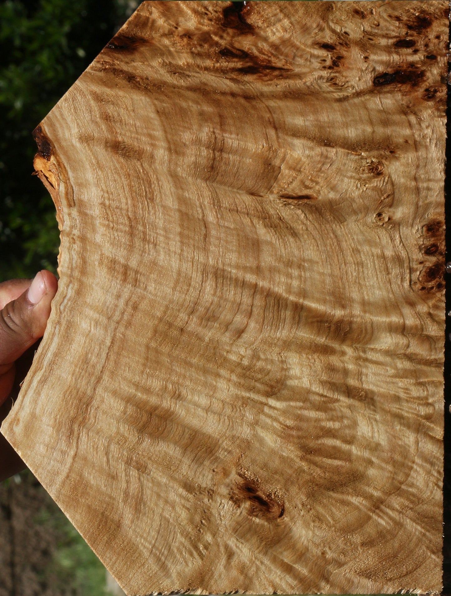 Extra Fancy Mappa Burl Lumber