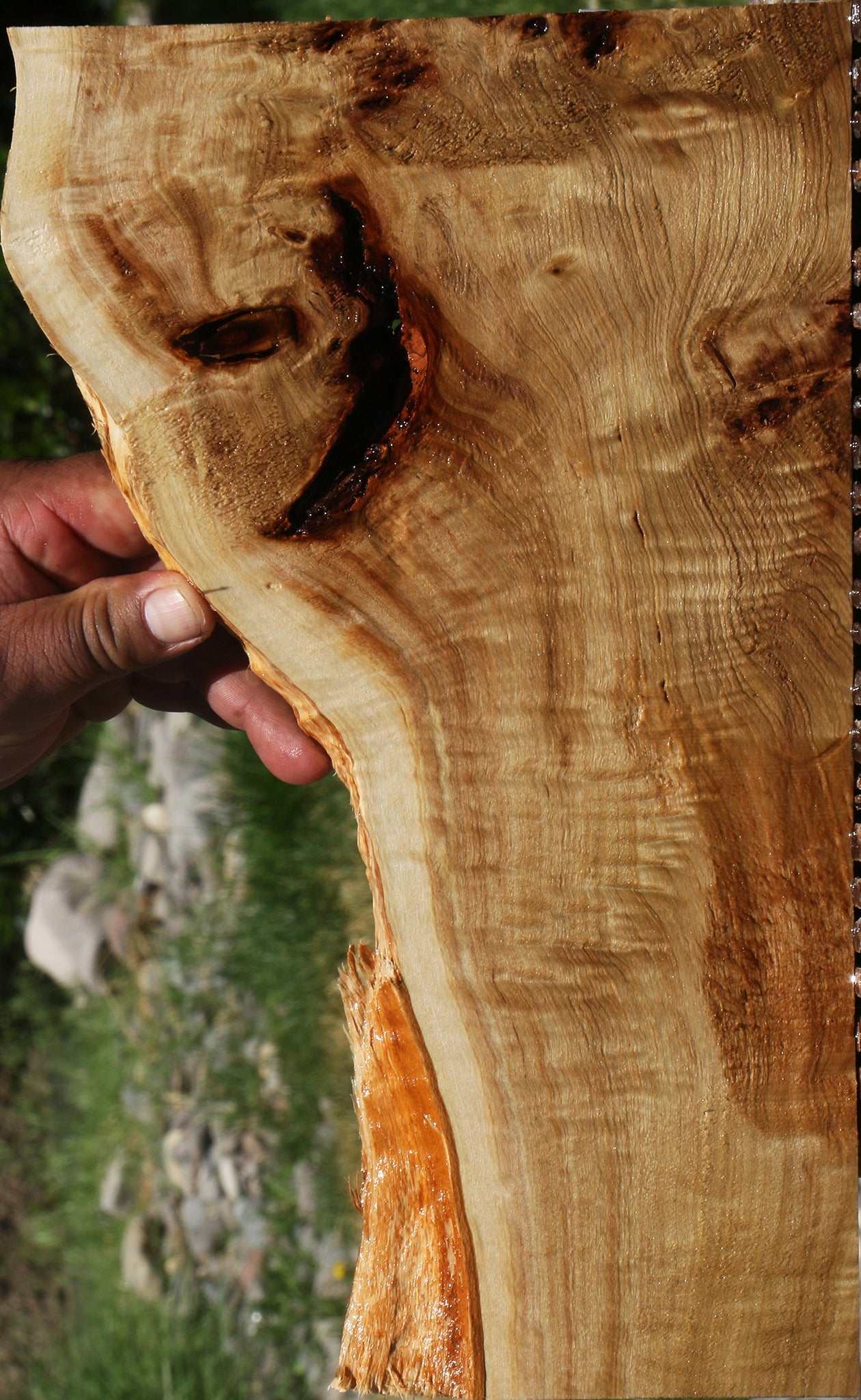 Extra Fancy Mappa Burl Live Edge Lumber